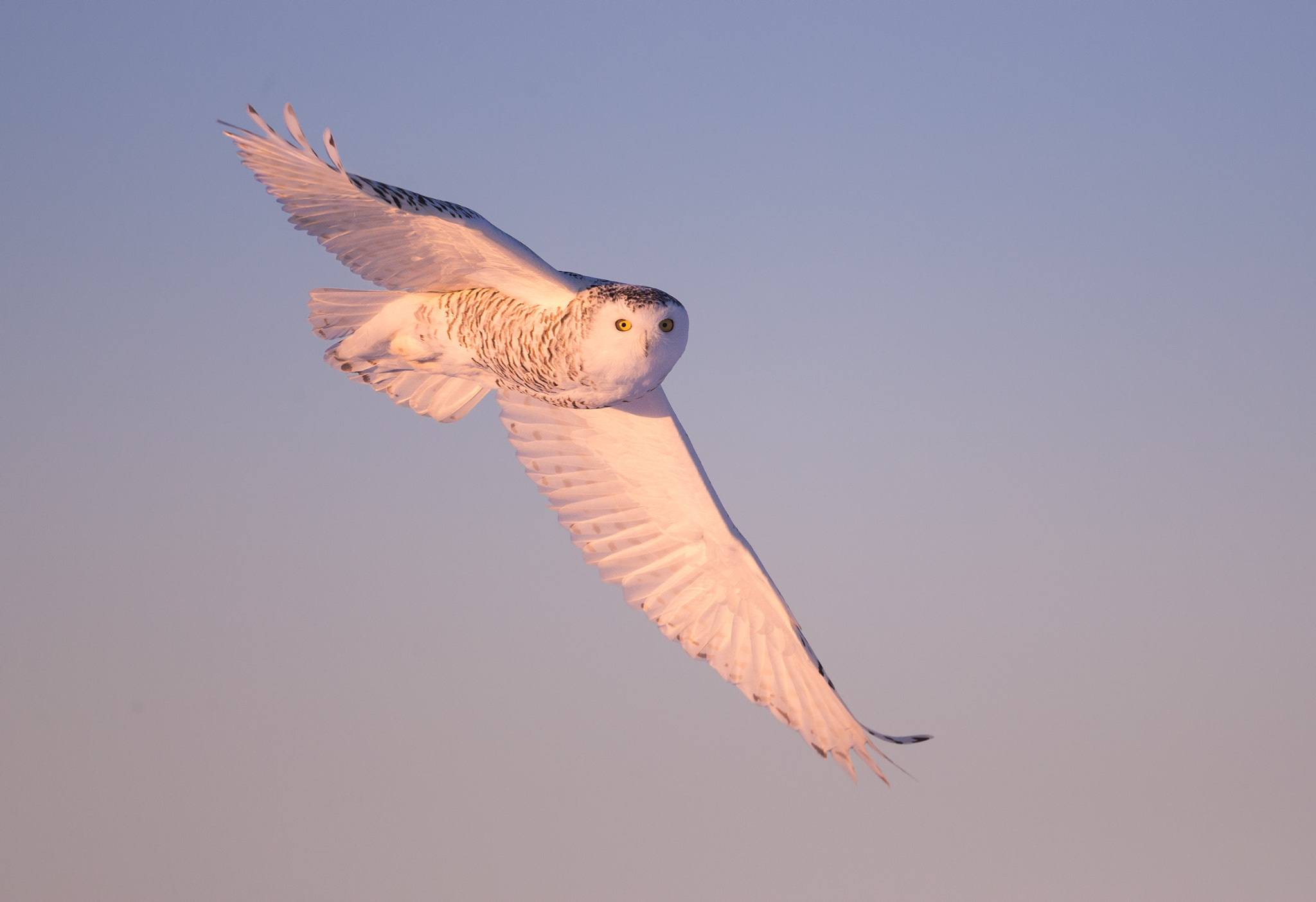 Canon EF 500mm F4L IS USM sample photo. Snowy owl photography