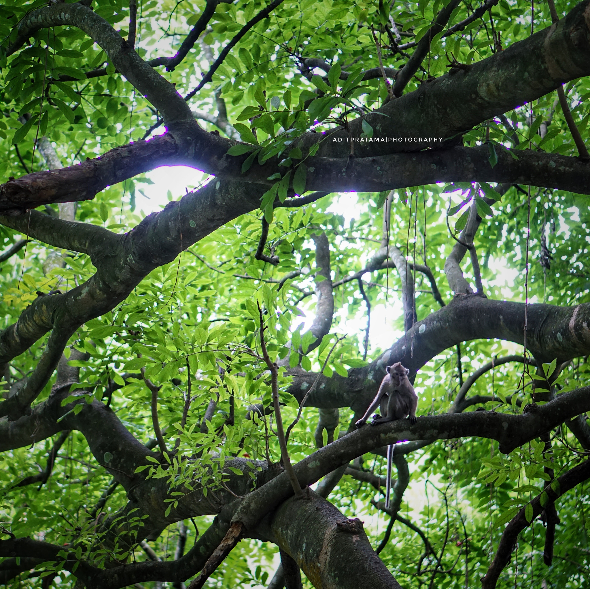 Sony E 50mm F1.8 OSS sample photo. Monkey photography