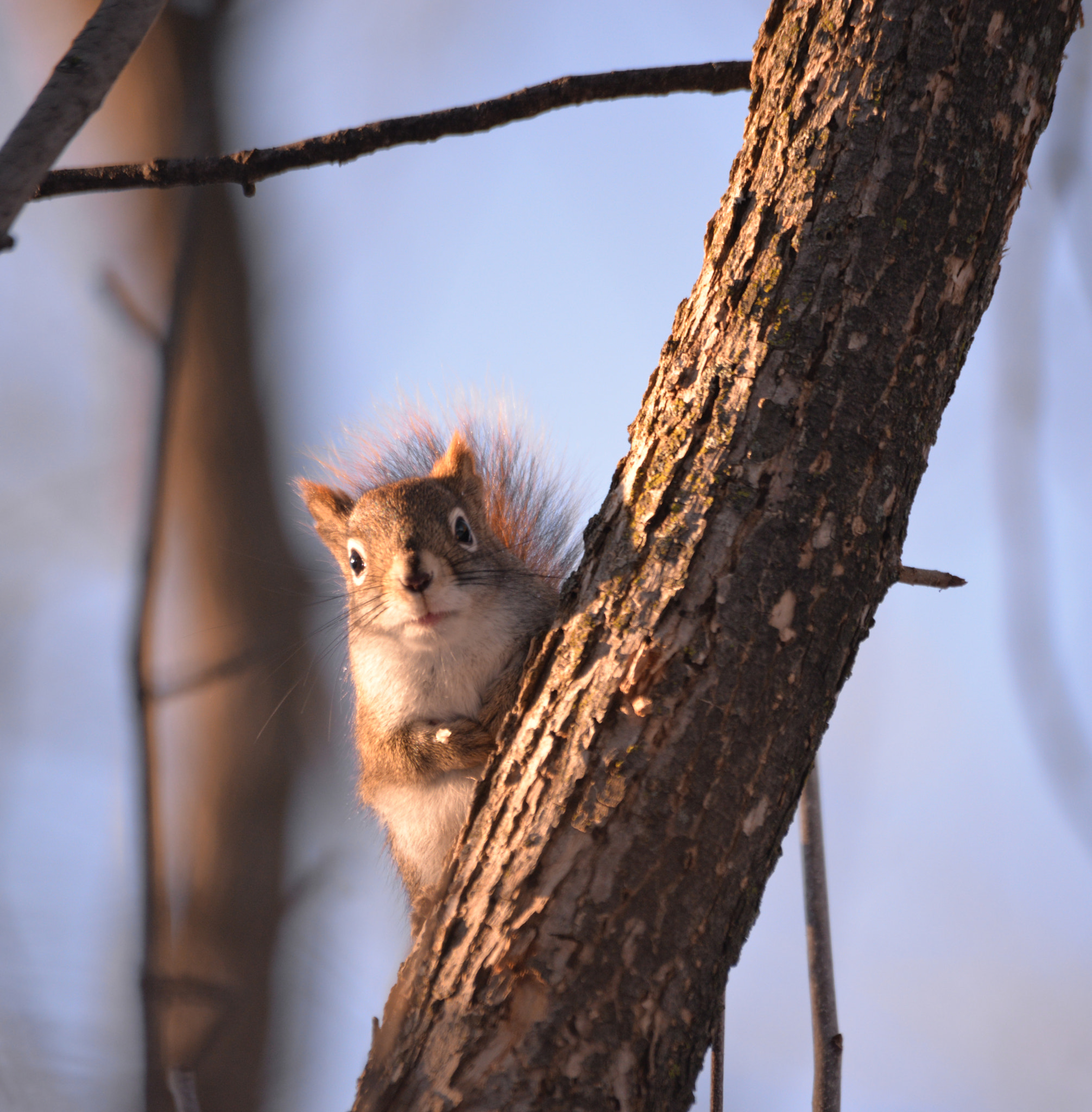 AF Zoom-Nikkor 24-50mm f/3.3-4.5 sample photo. Stalker ii photography