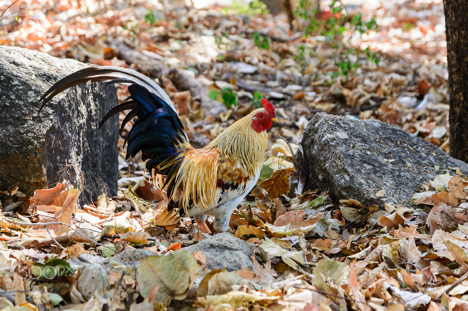 Nikon D5200 sample photo. Chicken feed, walk in nature. photography