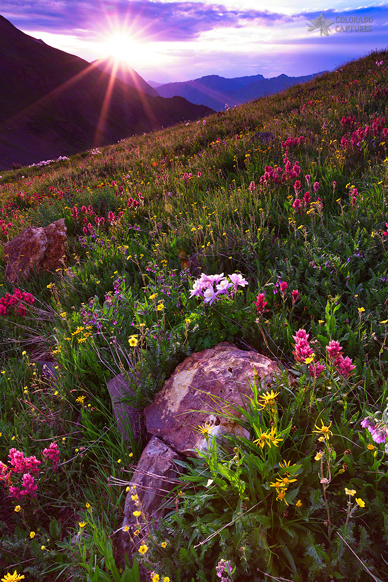 Sony a7R II + Sigma 24mm F1.4 DG HSM Art sample photo. Wildflower sunburst on stony pass photography