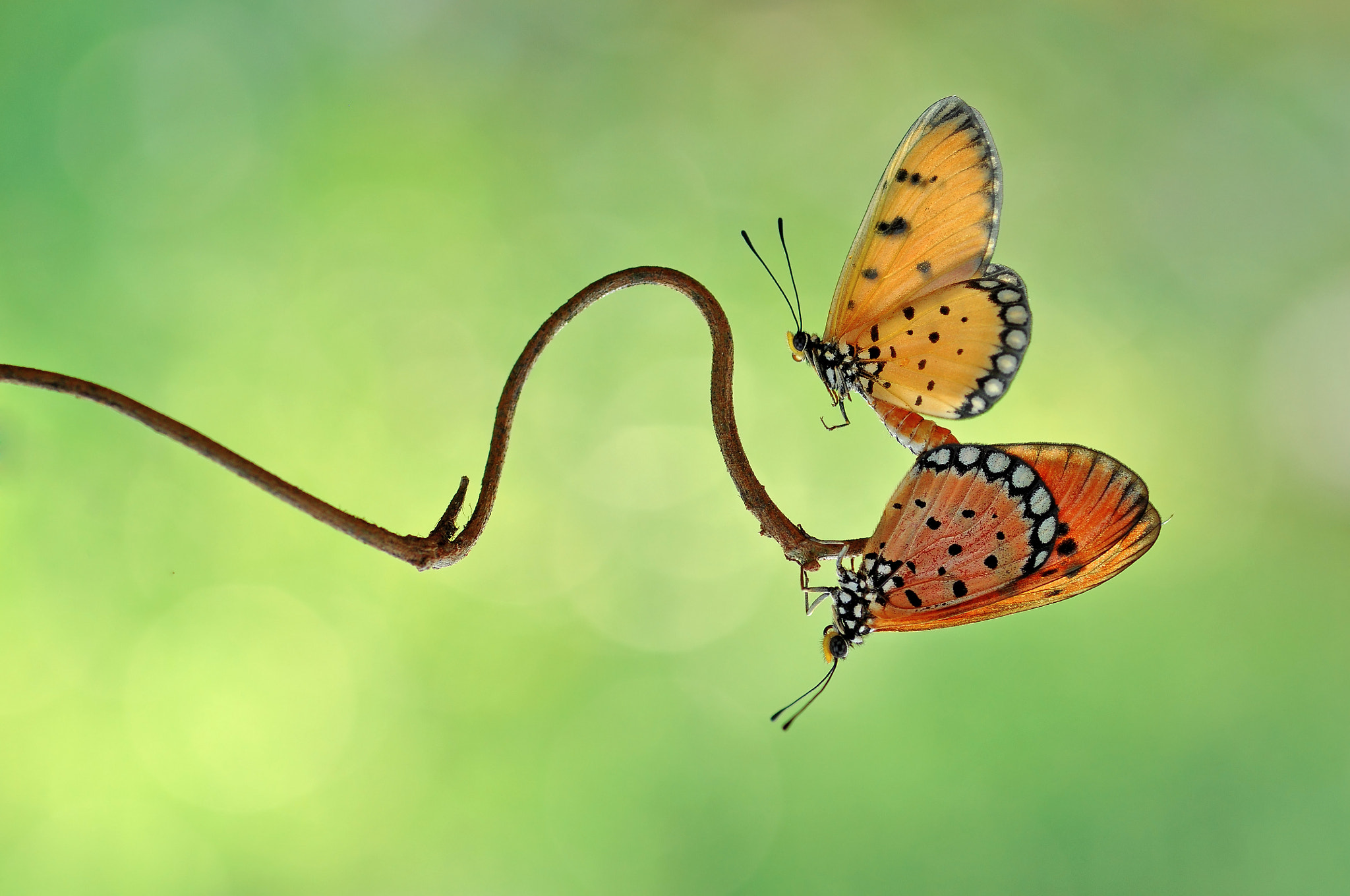 Nikon D5000 sample photo. Butterfly,butterfly mating, photography