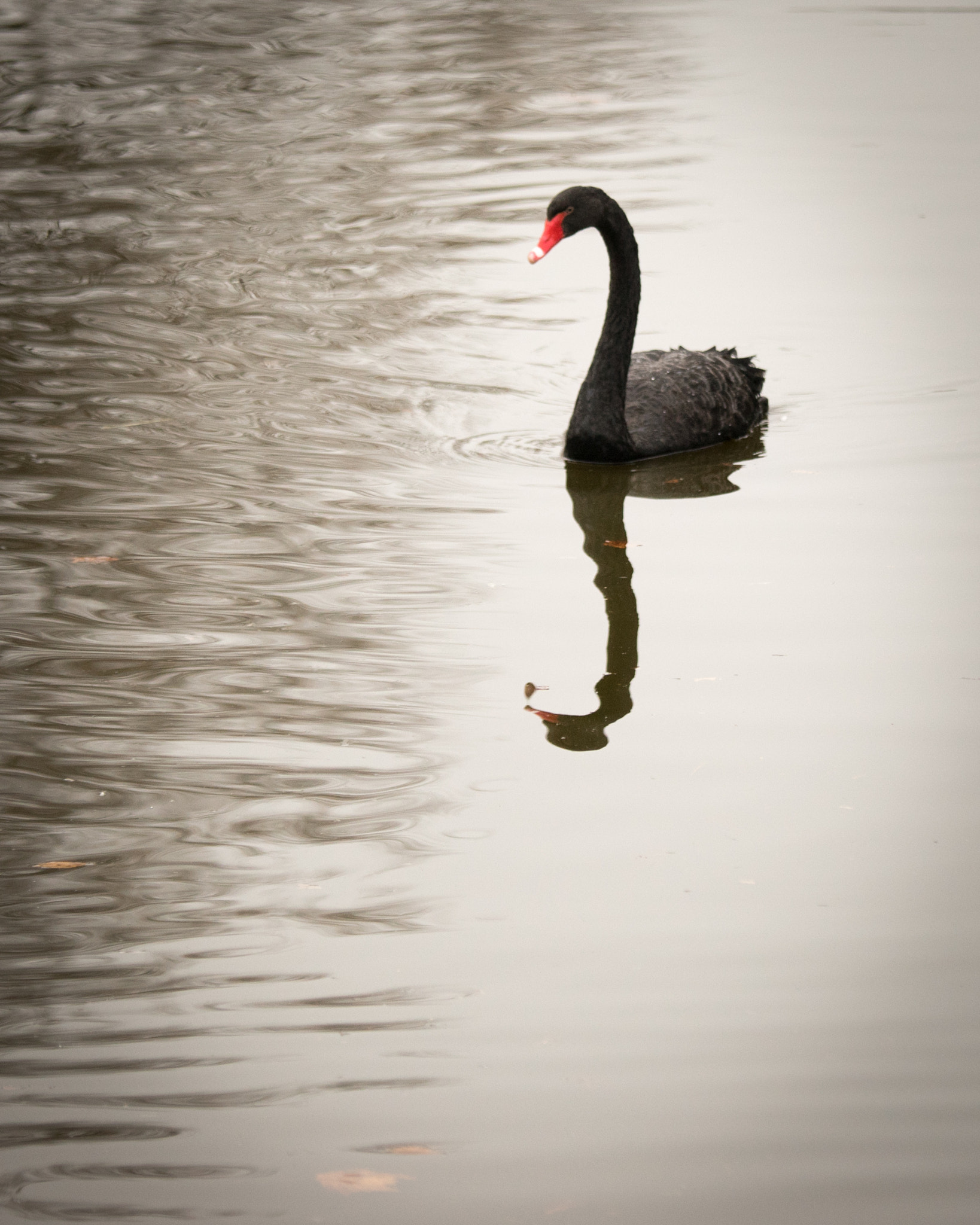Sony a7 sample photo. Black swan photography