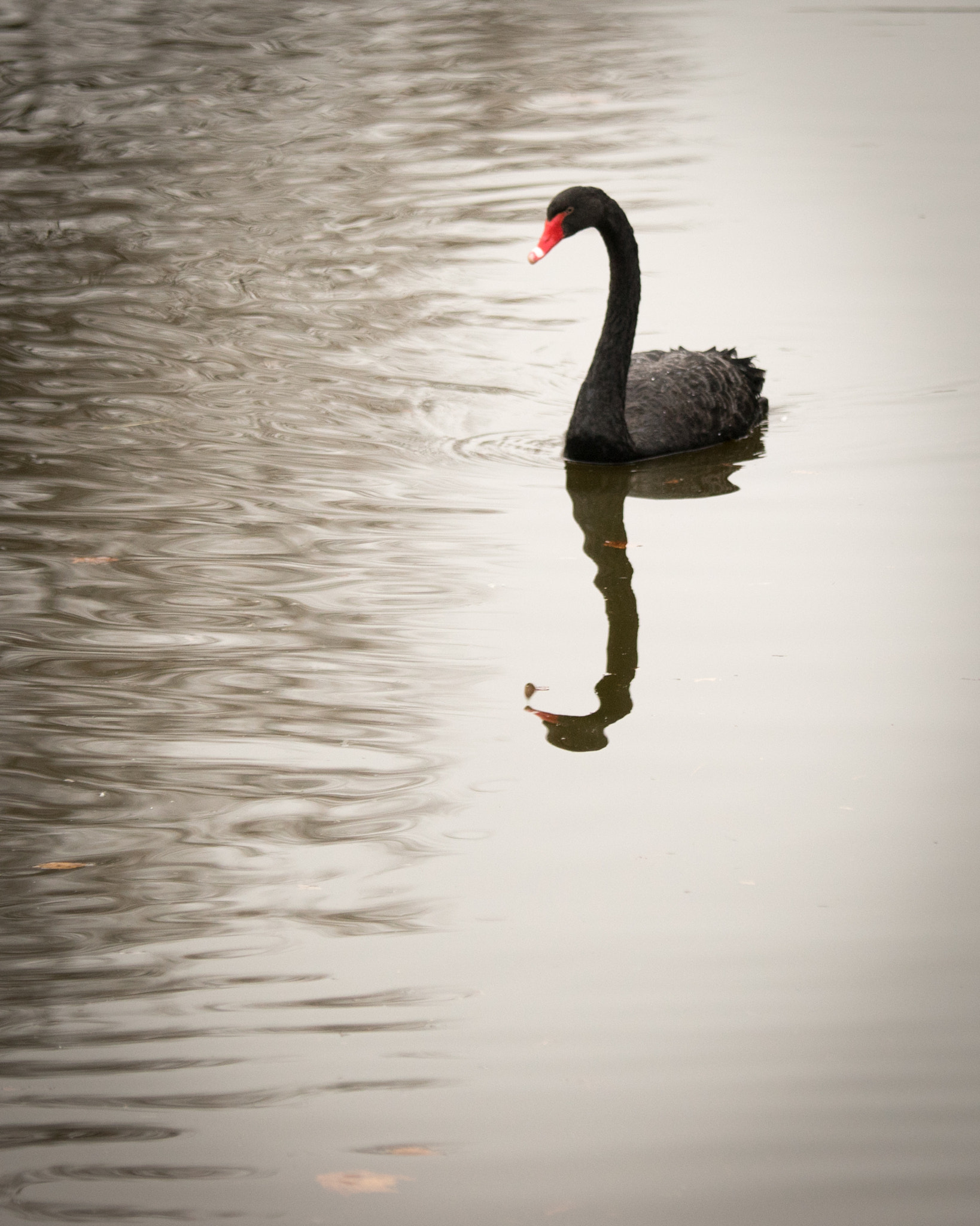 Tamron SP AF 180mm F3.5 Di LD (IF) Macro sample photo. Black swan photography