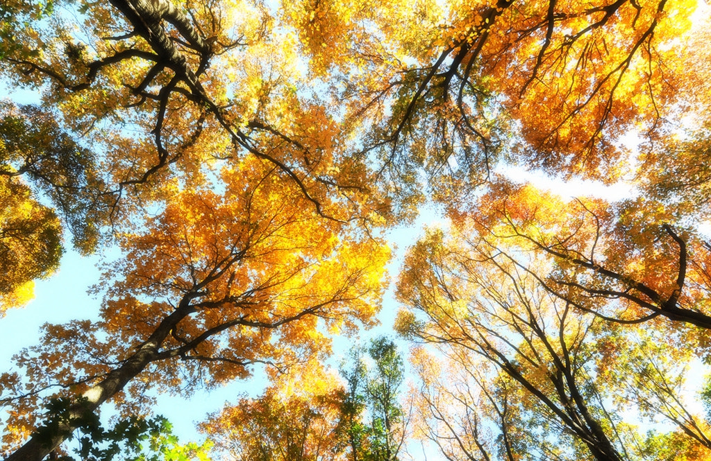 Nikon D300 sample photo. Autumn photography