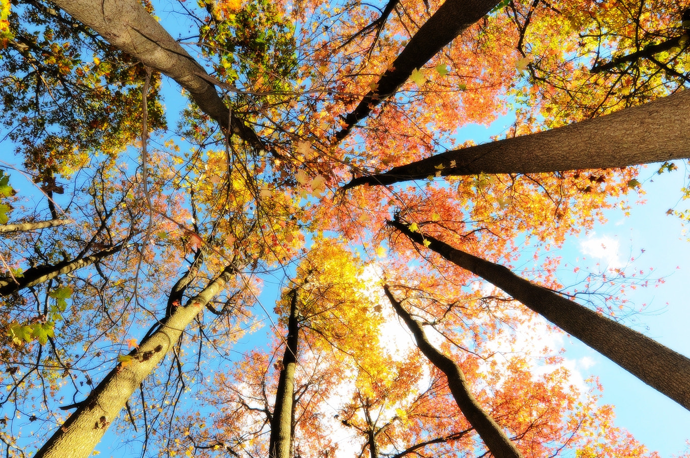 Nikon D300 sample photo. Trees photography