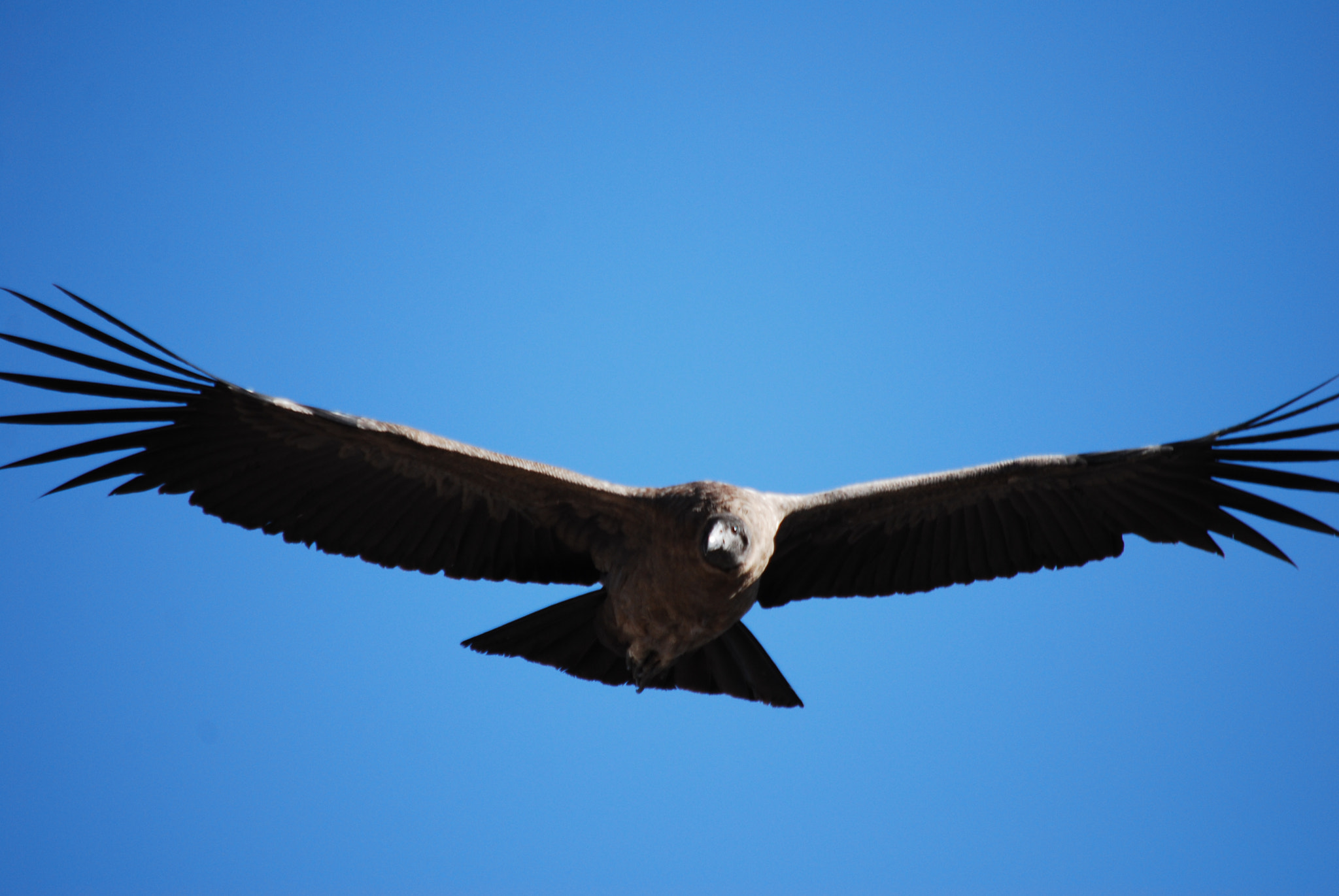 Nikon D60 sample photo. () photography