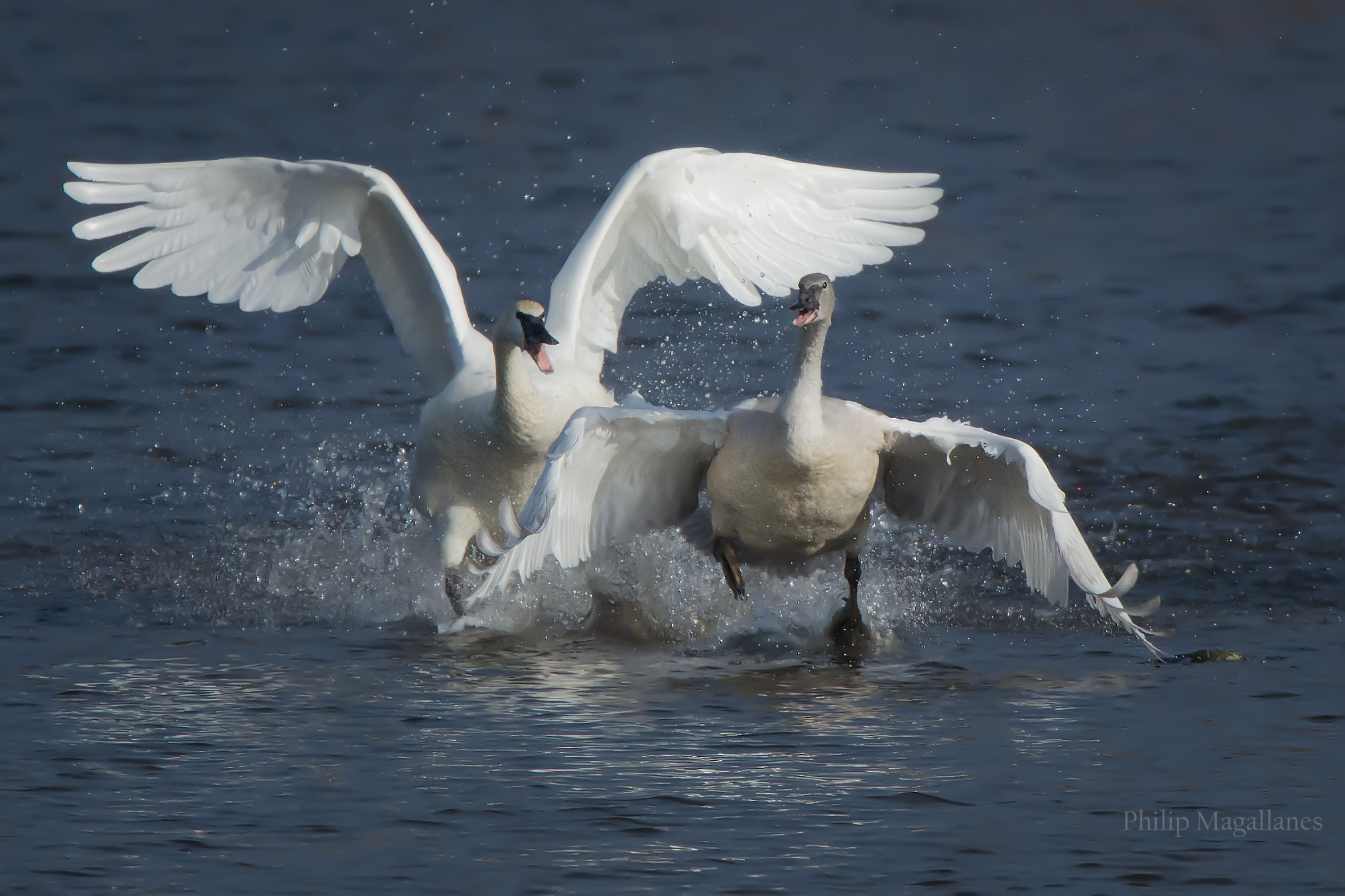 Nikon D7200 sample photo. Trumpeter swans two taking off photography
