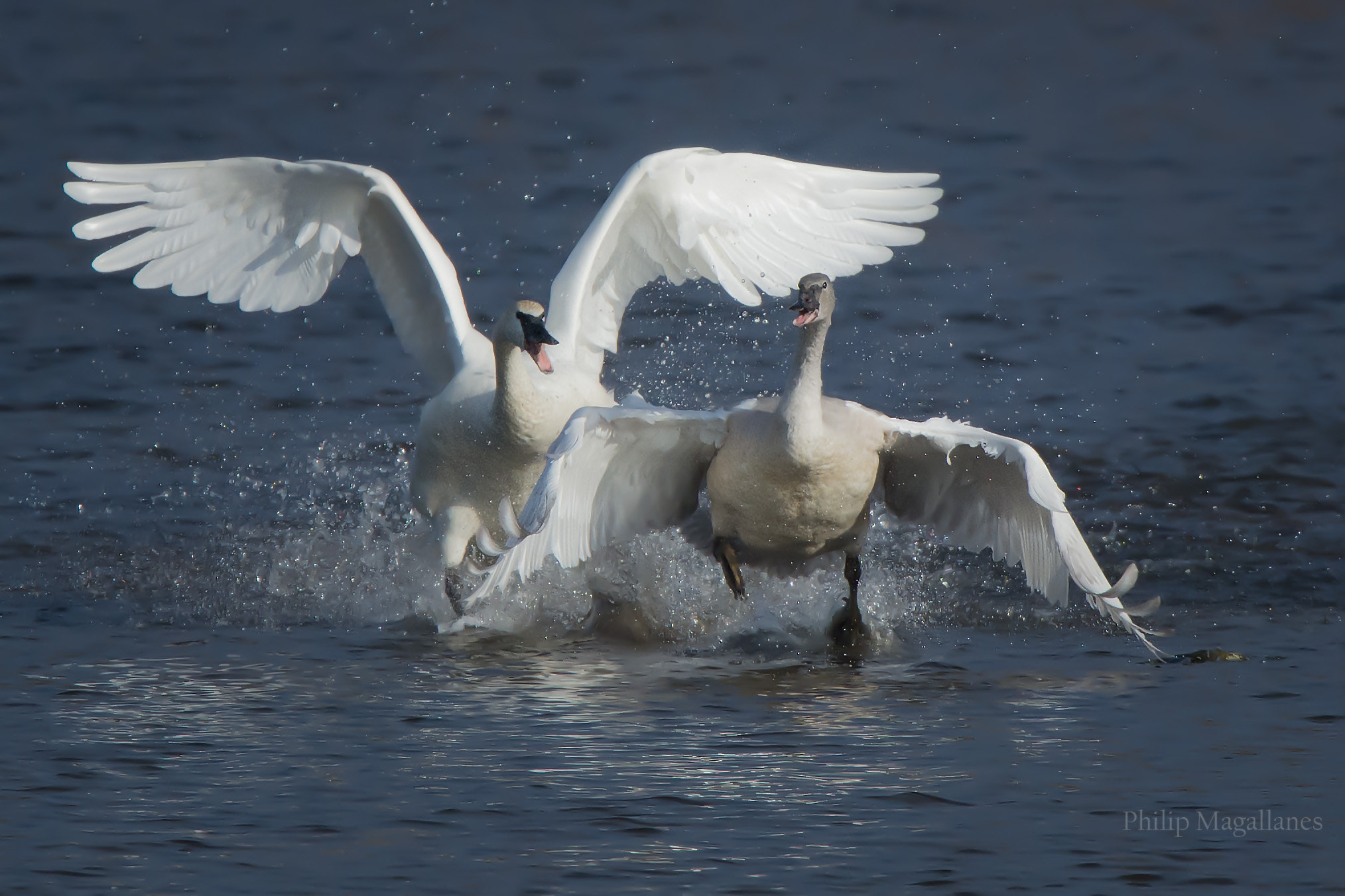 Nikon Nikkor AF-S 300mm F4E PF ED VR sample photo. Trumpeter swans two taking off photography
