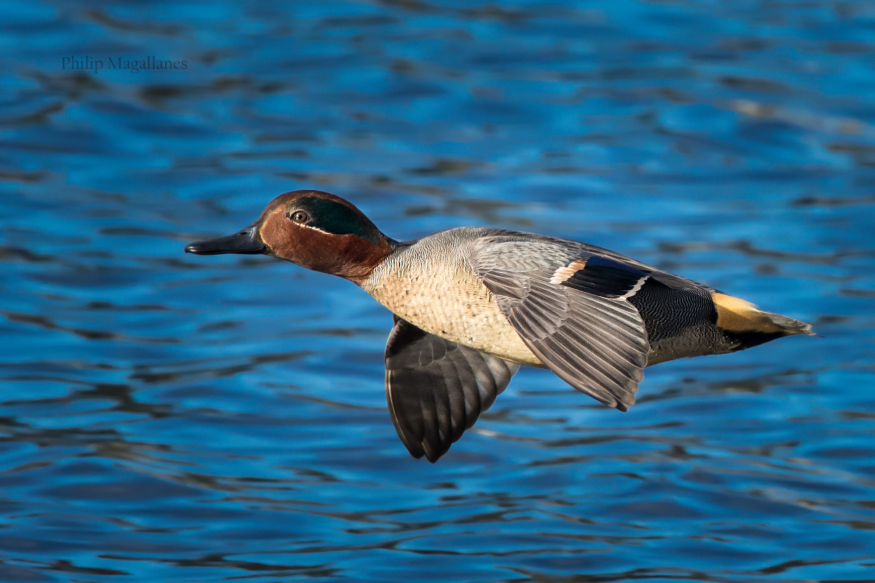 Nikon Nikkor AF-S 300mm F4E PF ED VR sample photo. Green winged teal in flight drake photography