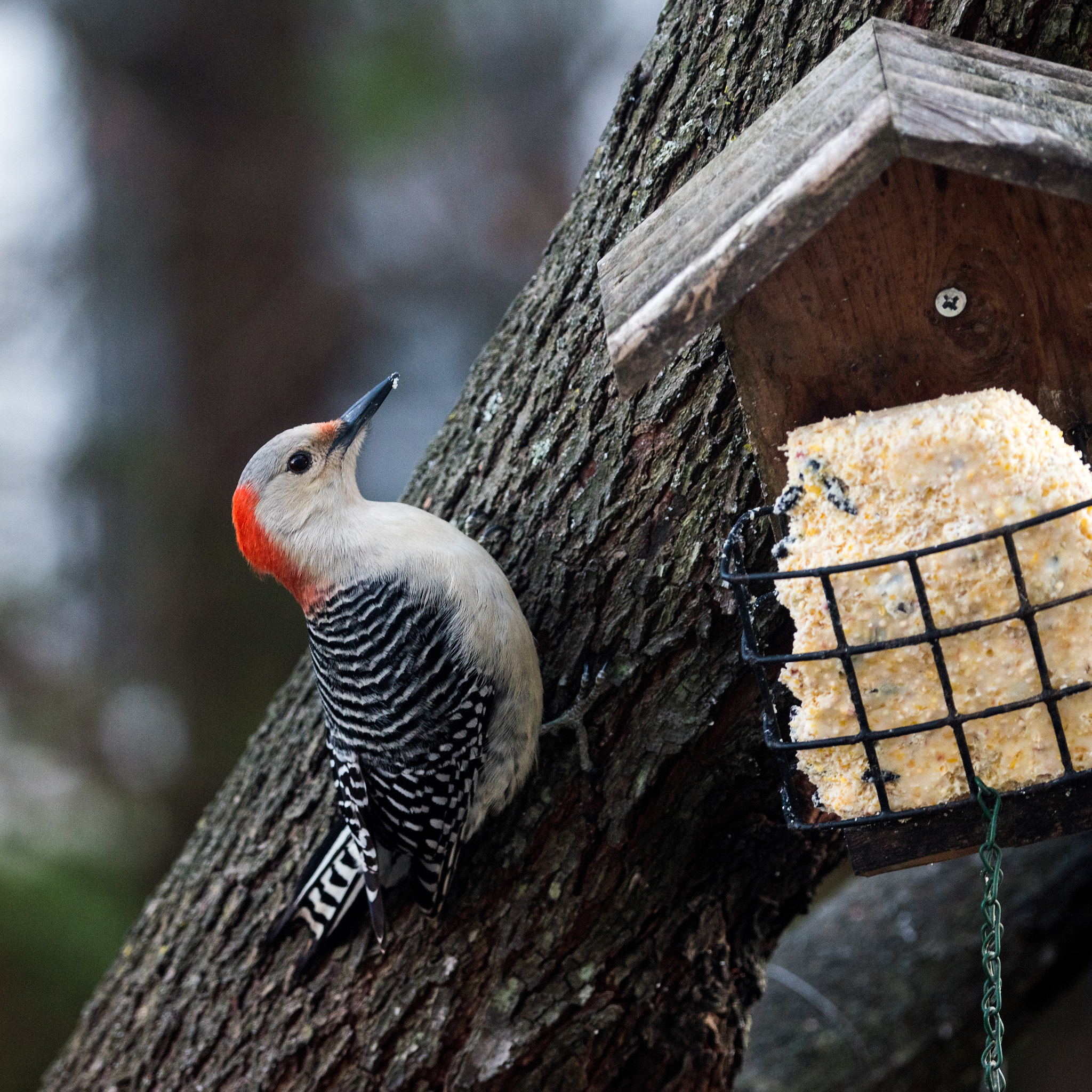 Nikon D810 + Nikon AF Micro-Nikkor 200mm F4D ED-IF sample photo. Female red-bellied woodpecker on our backyard redbud photography