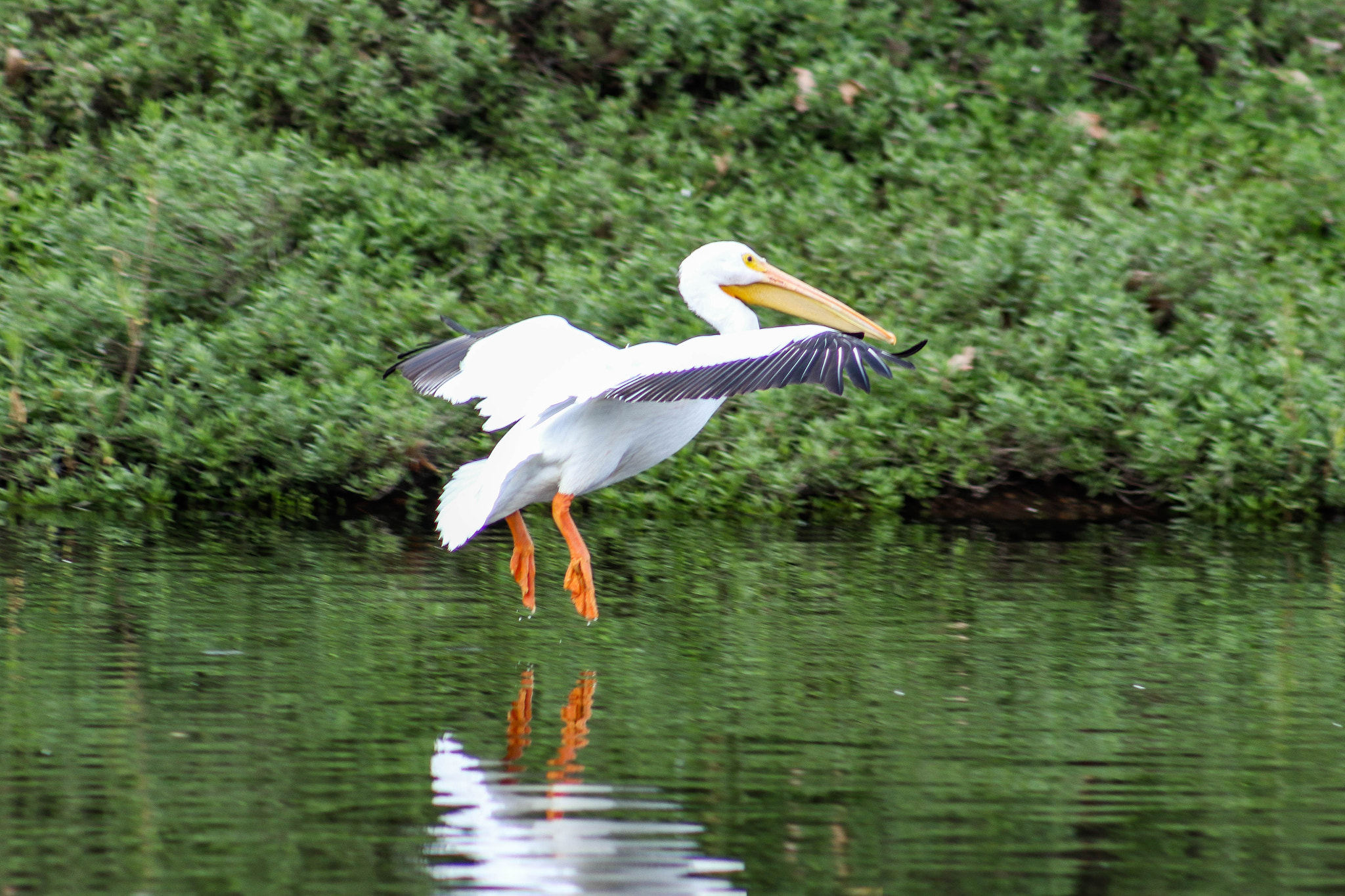 Canon EF 75-300mm f/4-5.6 USM sample photo. Tippy toes photography