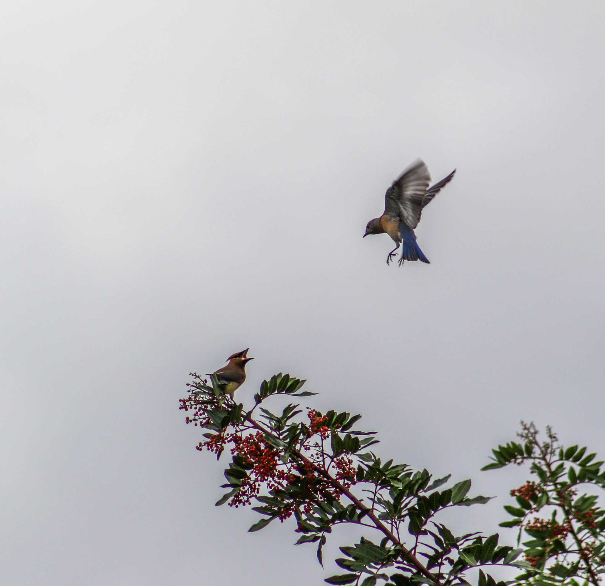 Canon EF 75-300mm f/4-5.6 USM sample photo. Noooo! photography