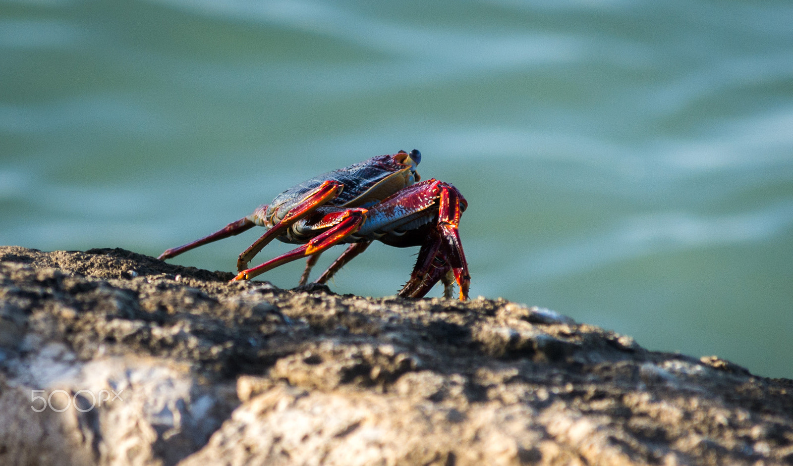 Nikon D7100 + Nikon AF-S DX Nikkor 55-200mm F4-5.6G VR II sample photo. Crab photography