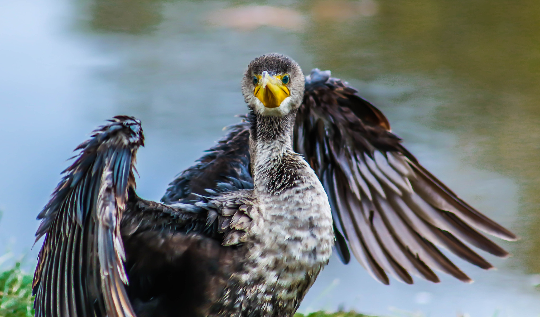 Canon EF 75-300mm f/4-5.6 USM sample photo. You looking at me? photography