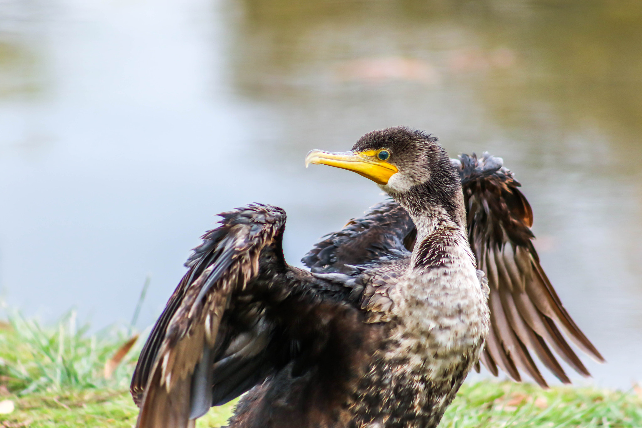 Canon EF 75-300mm f/4-5.6 USM sample photo. Stretching photography
