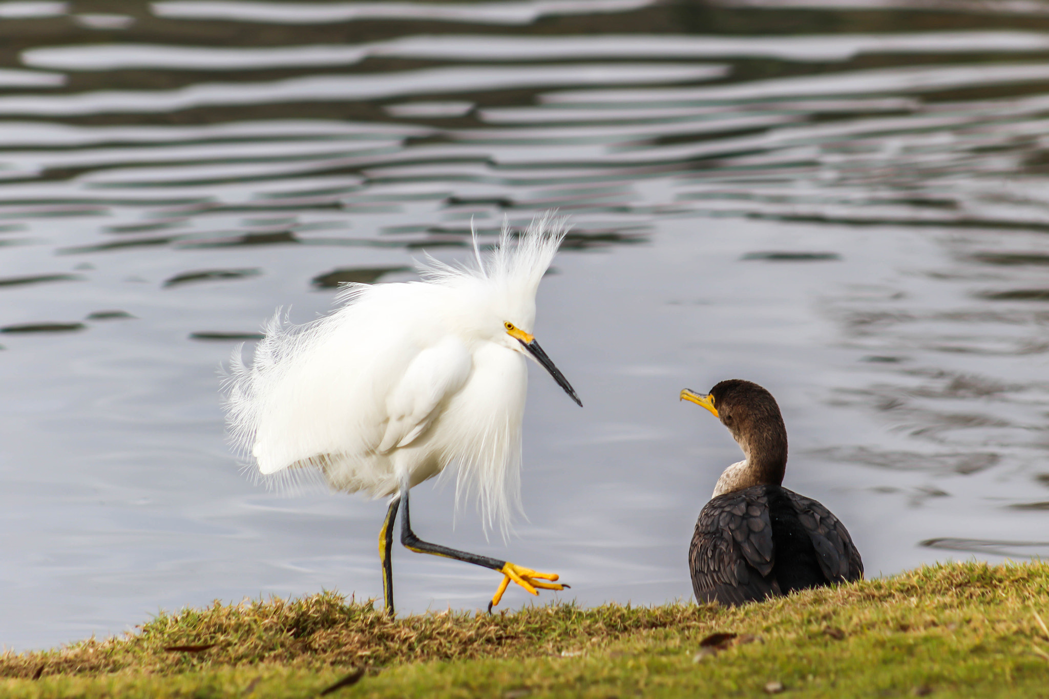 Canon EF 75-300mm f/4-5.6 USM sample photo. Do i look pretty? photography