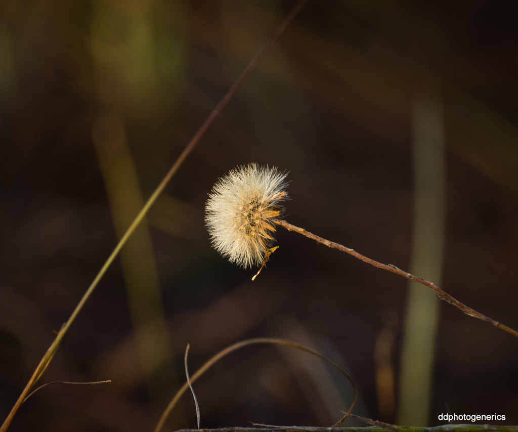 Olympus Zuiko Digital ED 70-300mm F4.0-5.6 sample photo. The soloist... photography