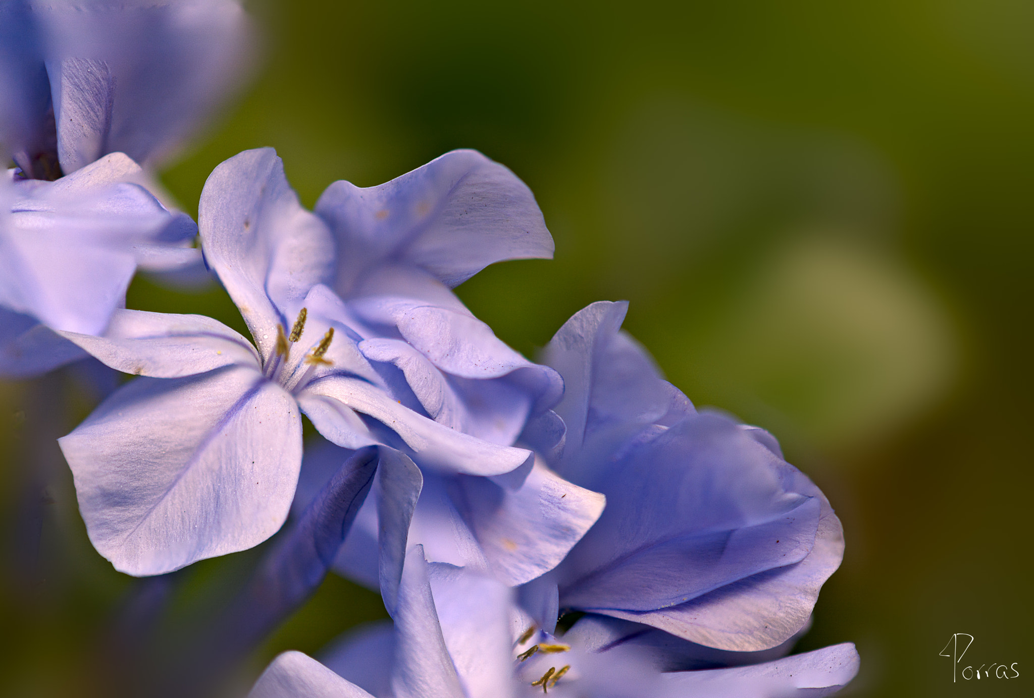 Nikon AF-S DX Micro-Nikkor 85mm F3.5G ED VR sample photo. Flowers photography