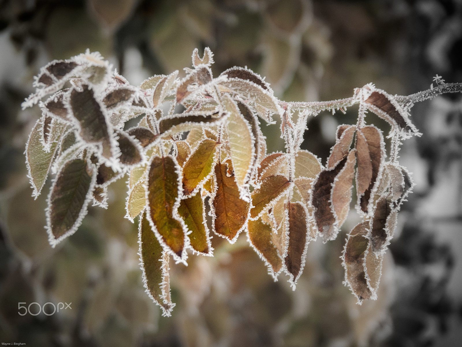 Olympus OM-D E-M1 sample photo. Frost tinged leaves photography