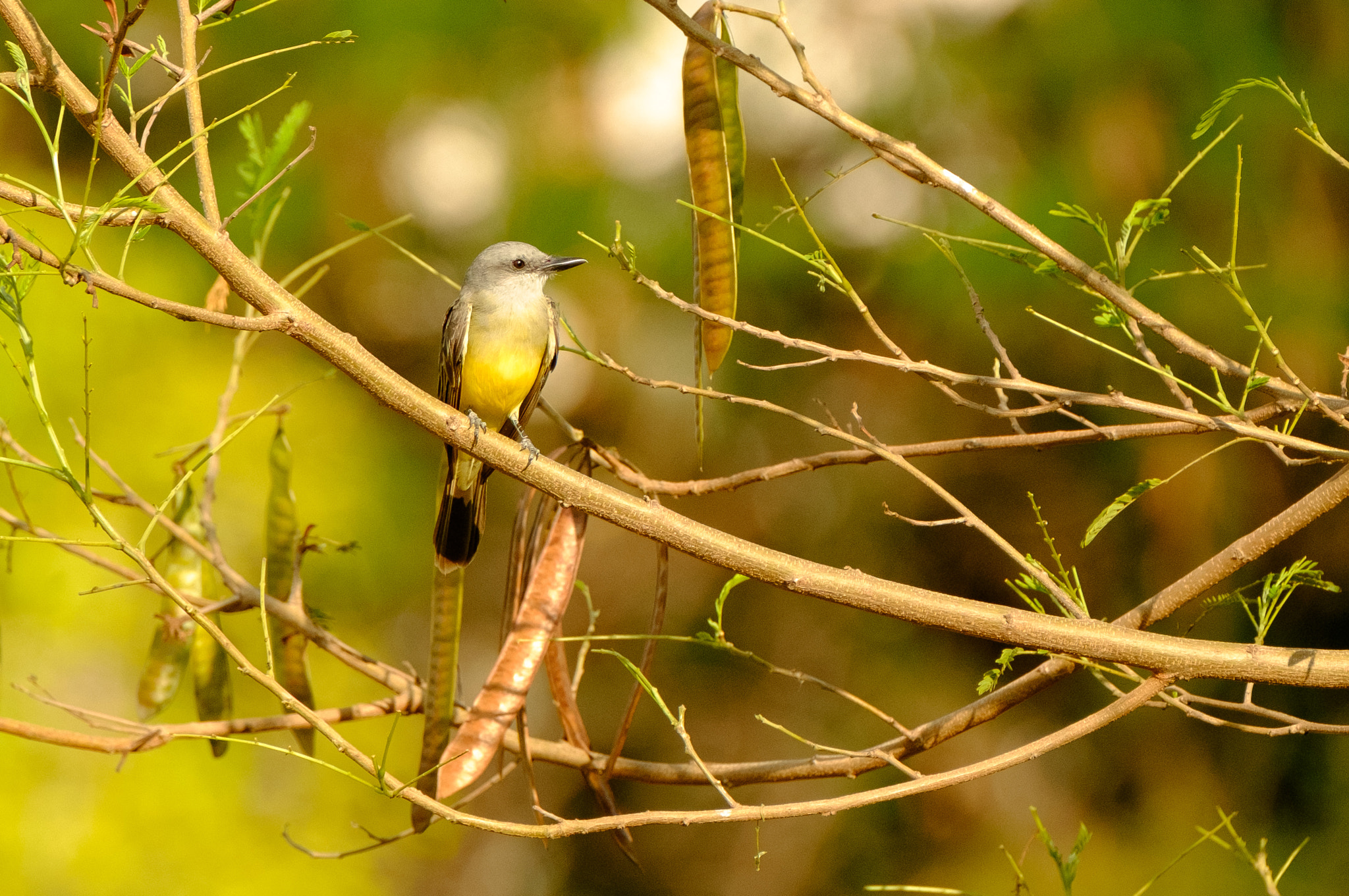 Fujifilm XF 100-400mm F4.5-5.6 R LM OIS WR sample photo. Bem te vi photography
