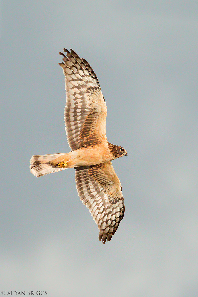 Canon EOS 70D + Canon EF 500mm F4L IS USM sample photo. Northen harrier photography