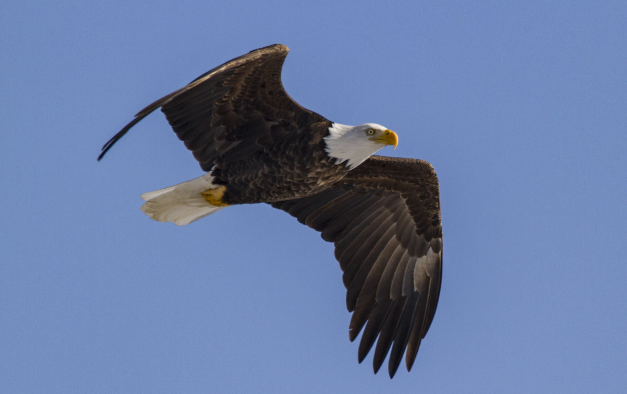 Sigma 150-600mm F5-6.3 DG OS HSM | C sample photo. Bald eagle photography