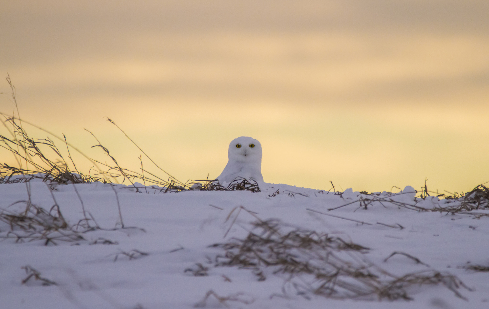 Canon EOS 7D + Sigma 150-600mm F5-6.3 DG OS HSM | C sample photo. Male snowy owl photography