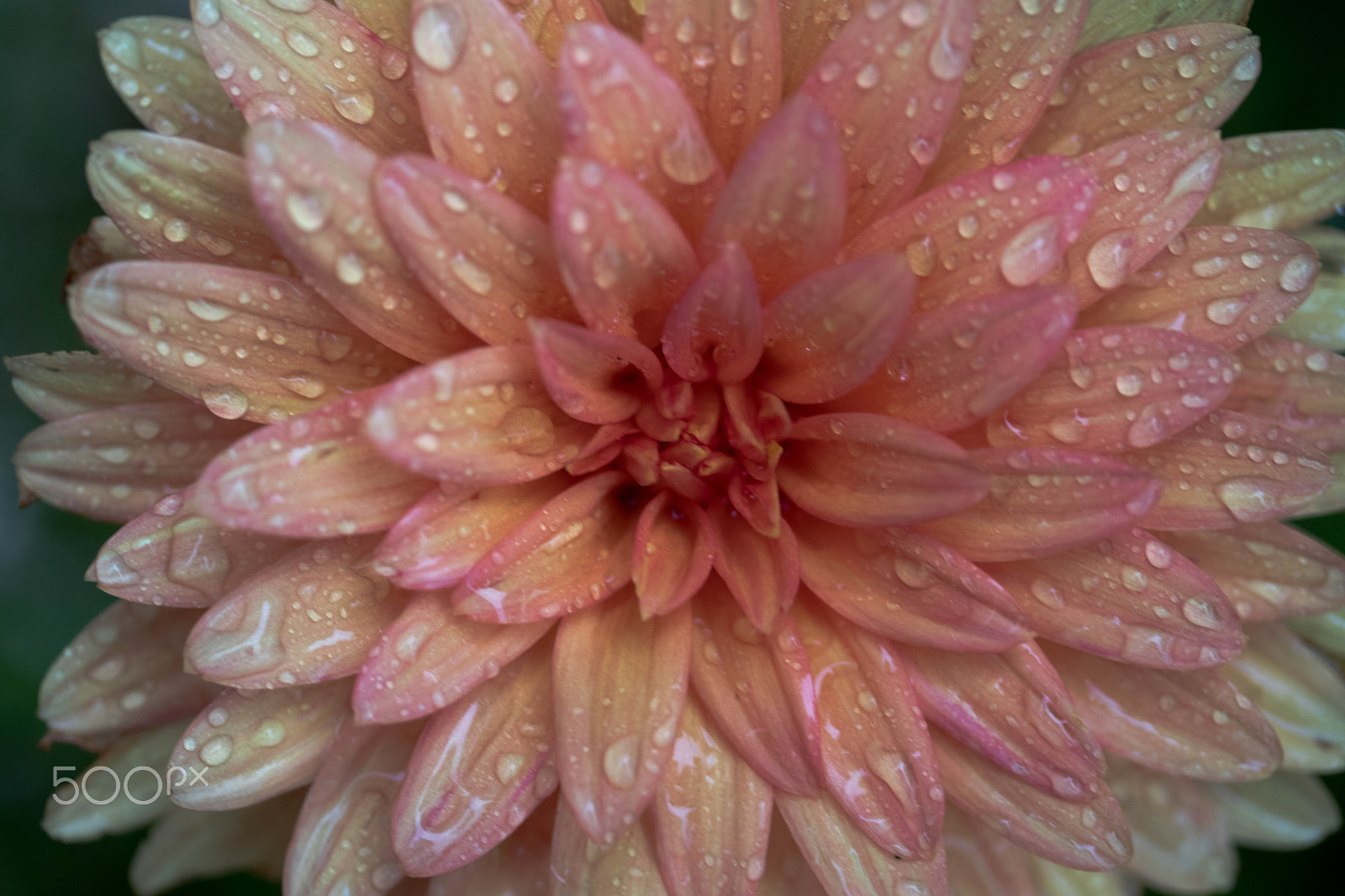 Canon EF-S 60mm F2.8 Macro USM sample photo. Flower in rain photography