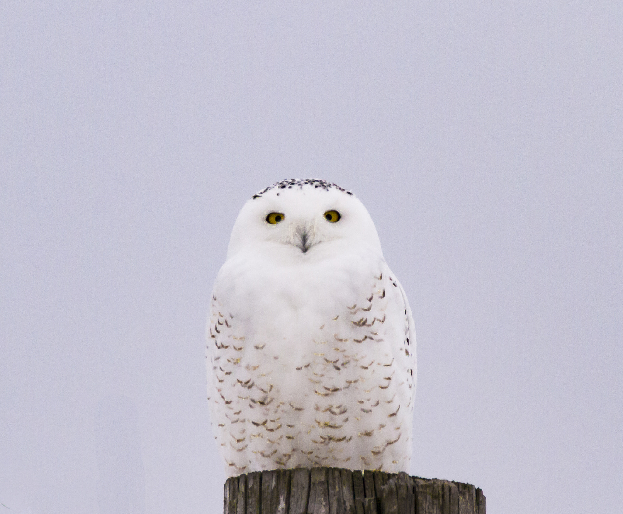 Sigma 150-600mm F5-6.3 DG OS HSM | C sample photo. Snowy photography