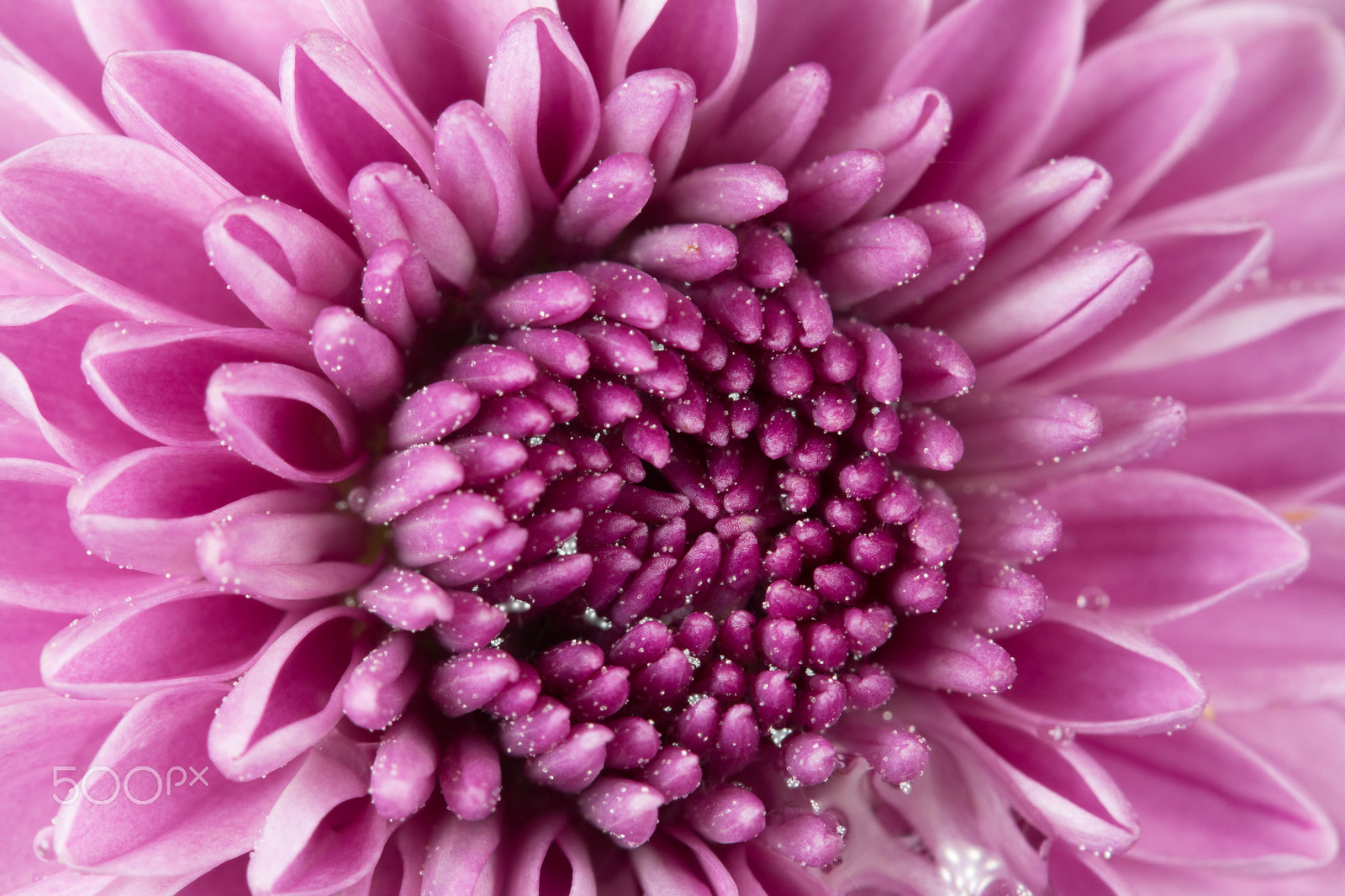 Canon EF-S 60mm F2.8 Macro USM sample photo. Mum photography