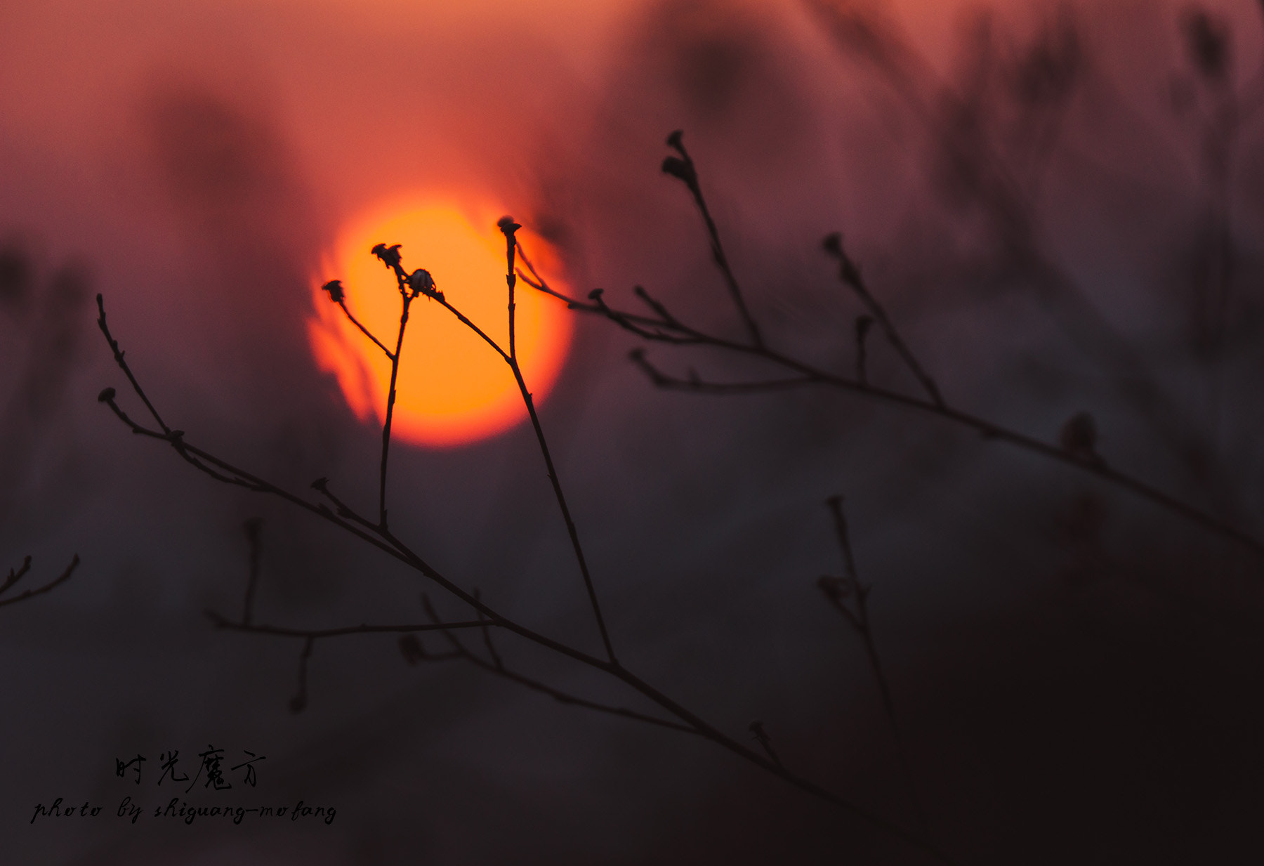 Sony SLT-A77 sample photo. 落日小草 photography