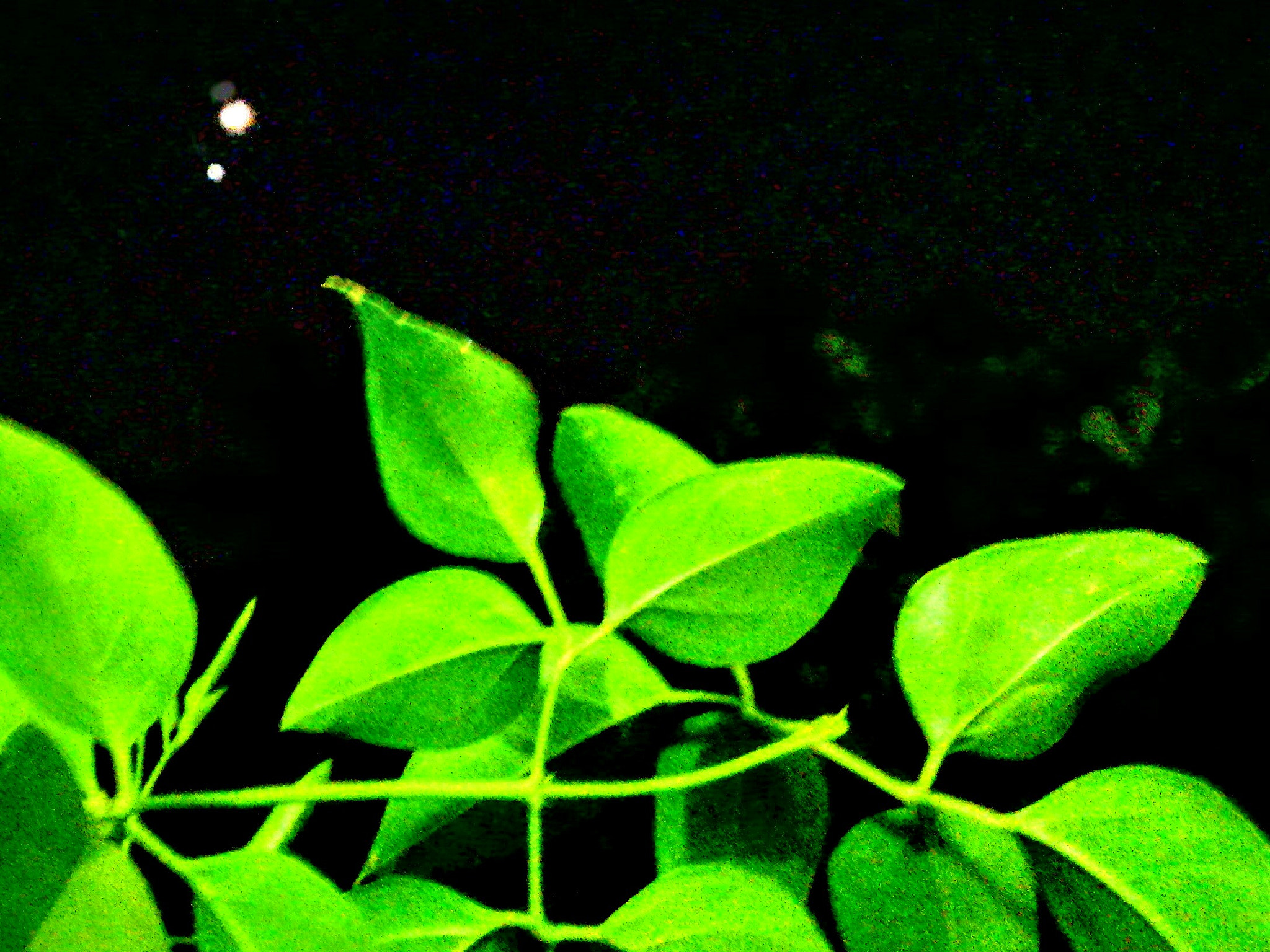 HUAWEI Y541-U02 sample photo. Moon &venus photography