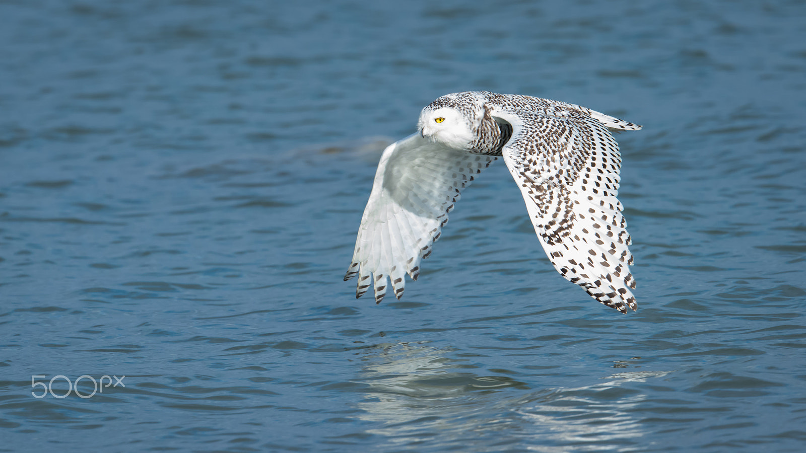 Nikon D810 + Nikon AF-S Nikkor 500mm F4E FL ED VR sample photo. Snowy owl flies along the water photography