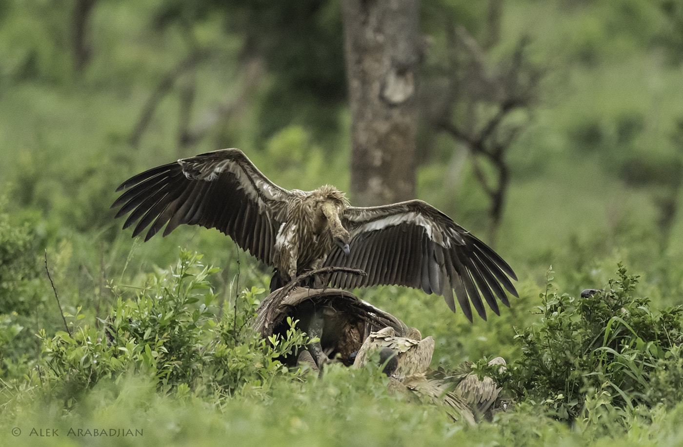 Nikon AF-S Nikkor 800mm F5.6E FL ED VR sample photo. It's my turn! photography