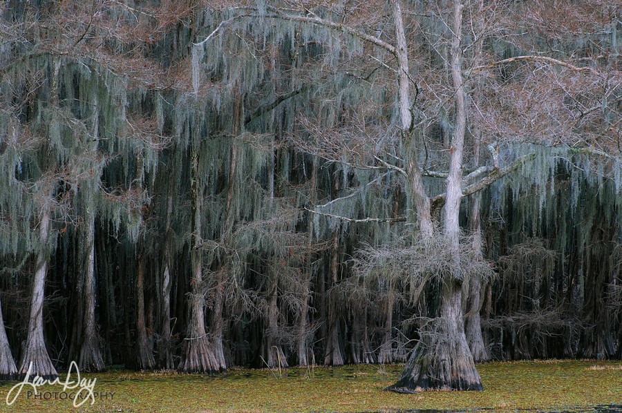 Pentax smc DA* 50-135mm F2.8 ED (IF) SDM sample photo. Cypress at caddo lake photography