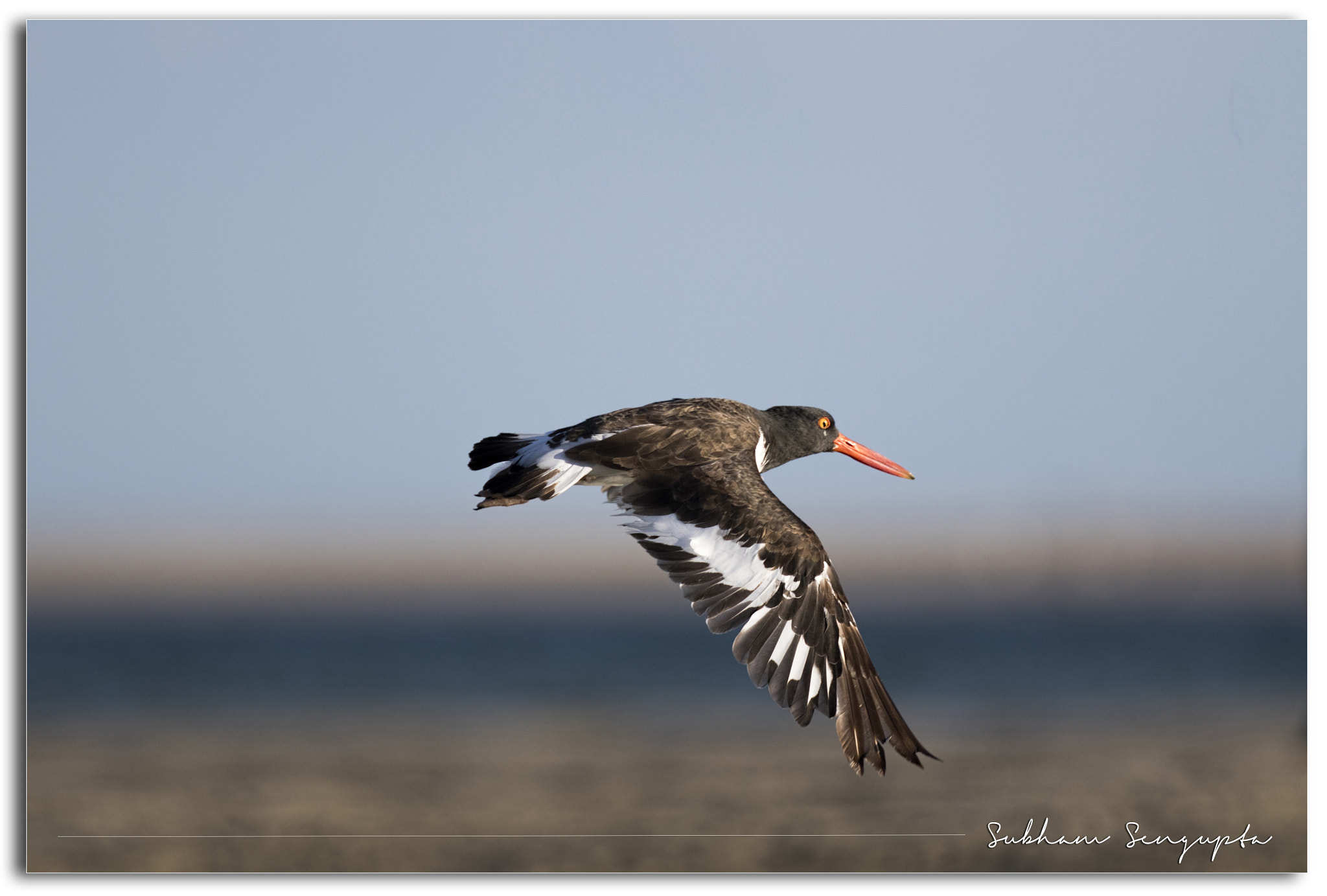 Canon EF 400mm F4 DO IS II USM sample photo. American oystercatcher photography