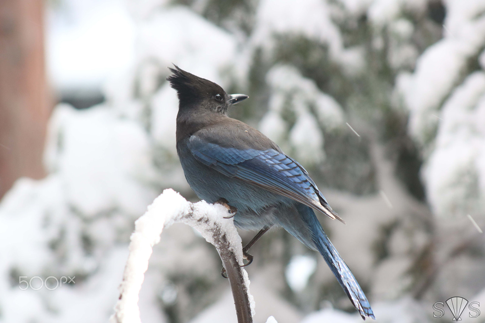 Canon EOS 750D (EOS Rebel T6i / EOS Kiss X8i) + EF75-300mm f/4-5.6 sample photo. Steller's jay in snow storm photography