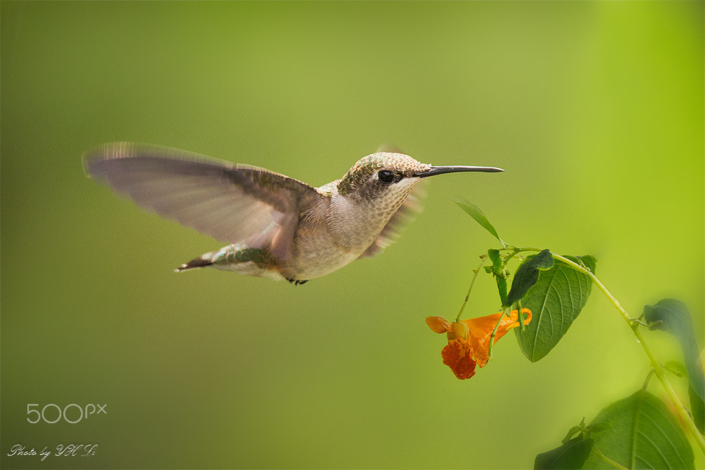 150-600mm F5-6.3 DG OS HSM | Sports 014 sample photo. Hummingbird in pa (4) photography