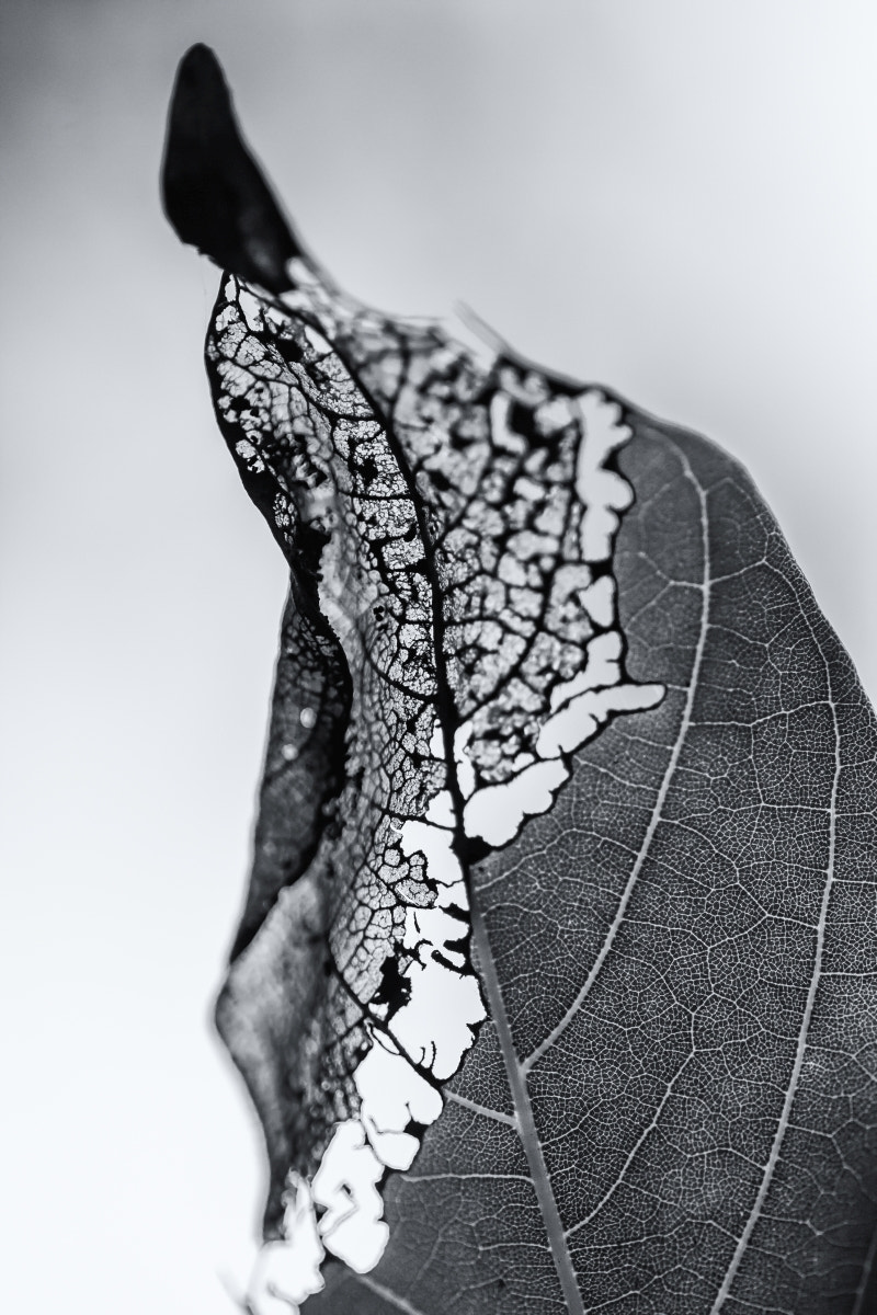 Tamron SP AF 90mm F2.8 Di Macro sample photo. You don't stop laughing when you grow old, you grow old when you stop laughing. photography