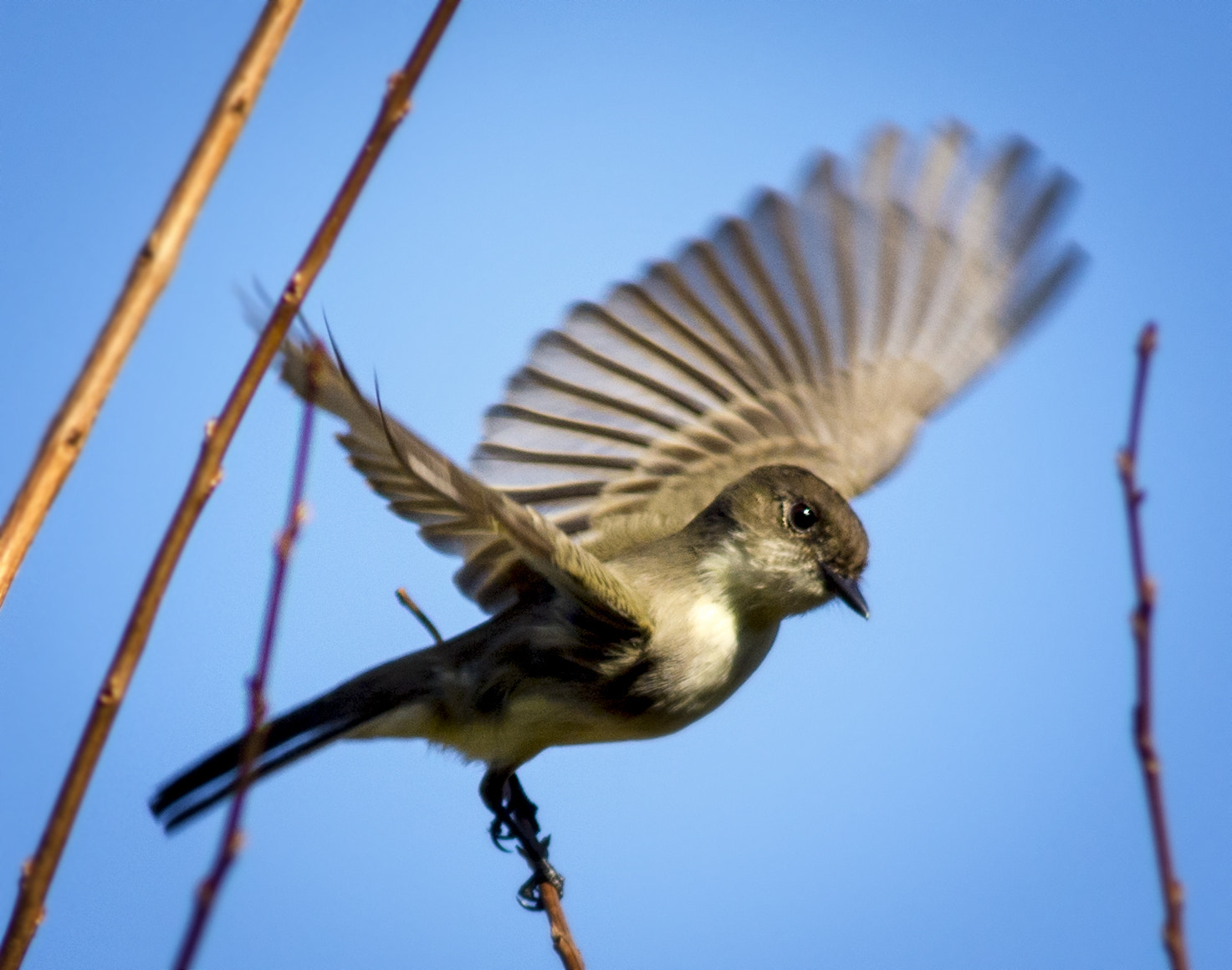 AF Nikkor 300mm f/4 IF-ED sample photo. Empidonax flaviventris photography