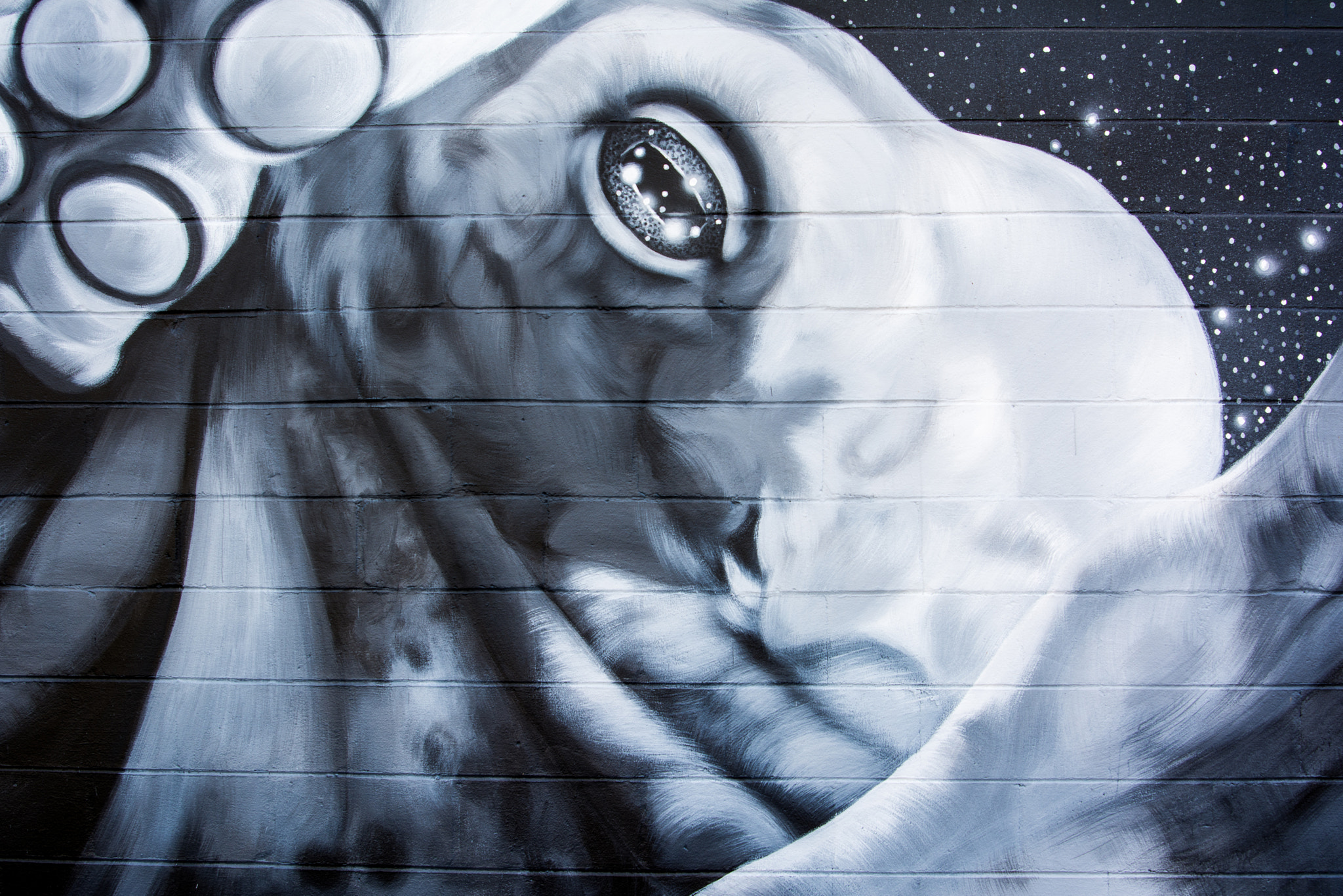Nikon D7100 + Tamron AF 28-75mm F2.8 XR Di LD Aspherical (IF) sample photo. Turtle head mural photography