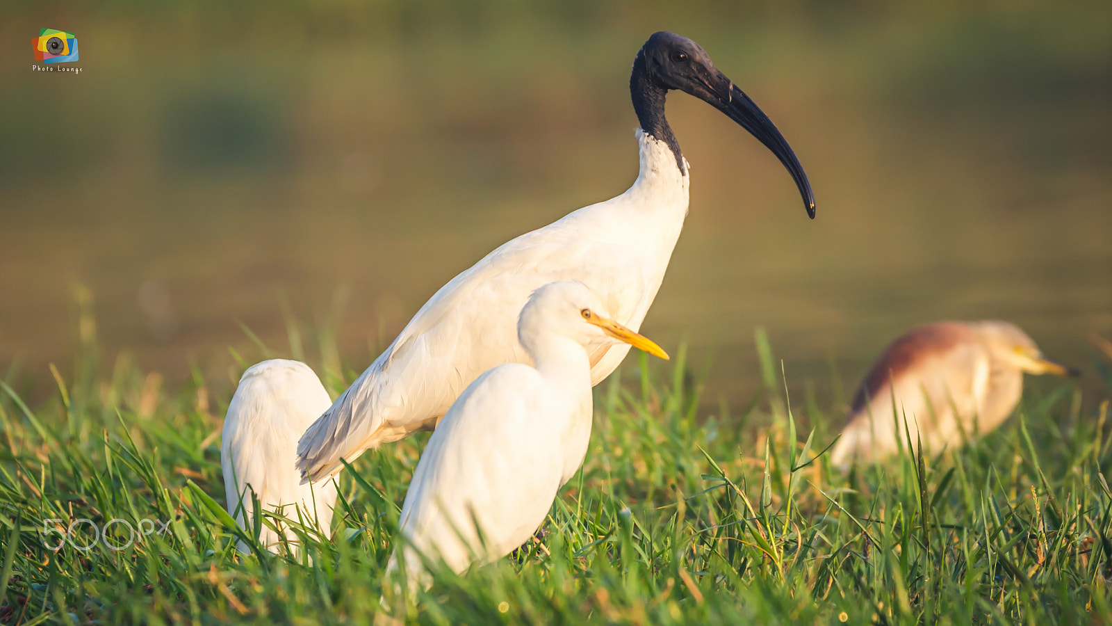 150-600mm F5-6.3 DG OS HSM | Contemporary 015 sample photo. Black-headed ibis photography