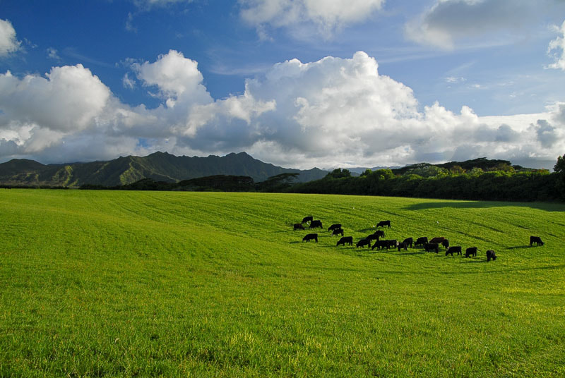 Nikon D200 + Sigma 18-50mm F2.8 EX DC sample photo. Cows in heaven photography
