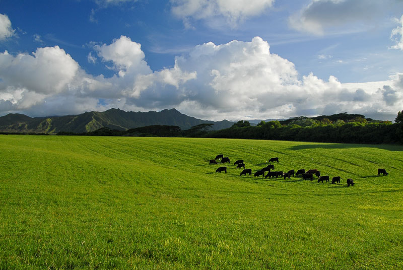 Nikon D200 sample photo. Cows in heaven photography