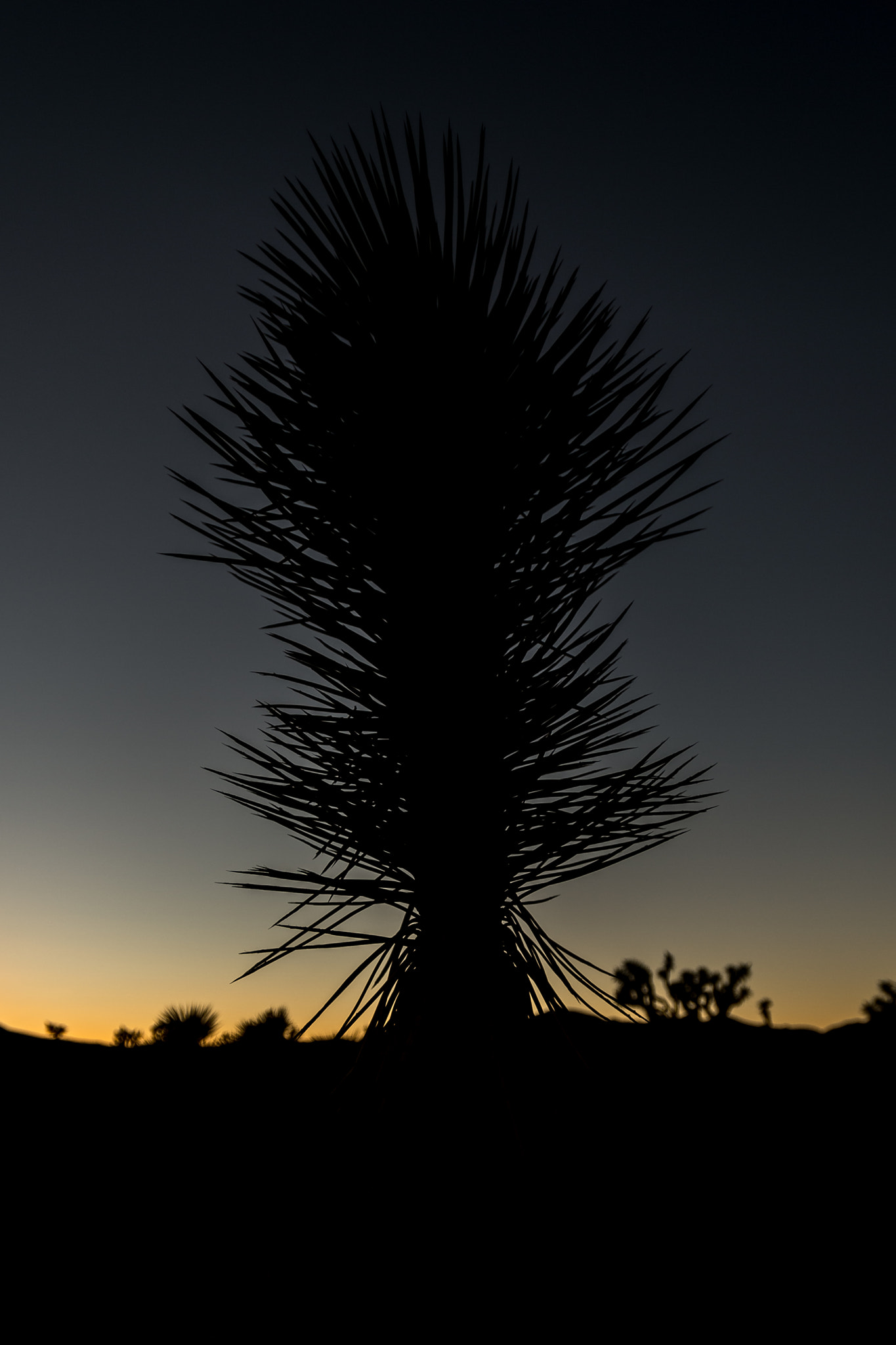 Nikon AF-S Nikkor 17-35mm F2.8D ED-IF sample photo. Standing tall joshua tree photography