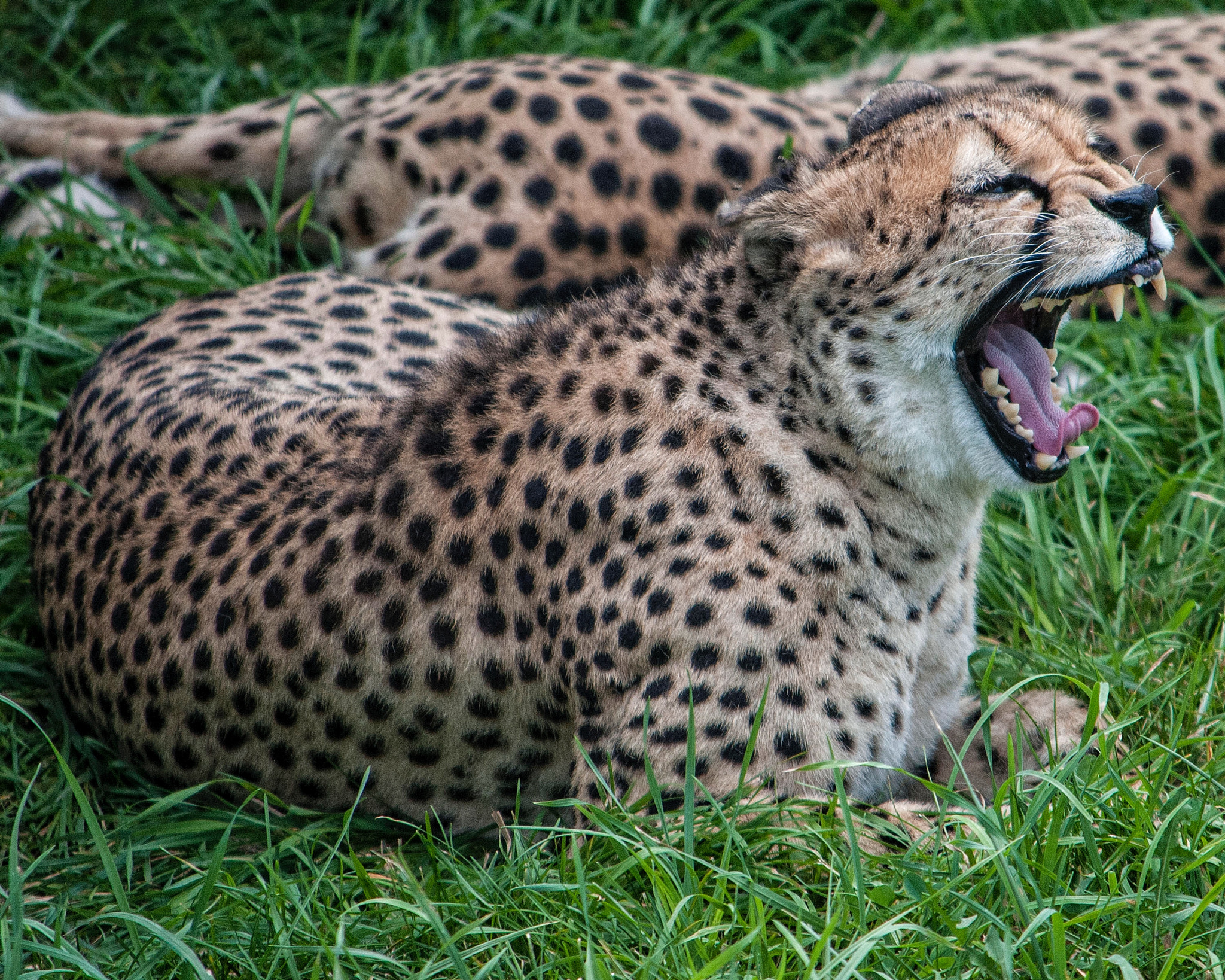 Nikon D300 sample photo. Leopard showing off his smile photography