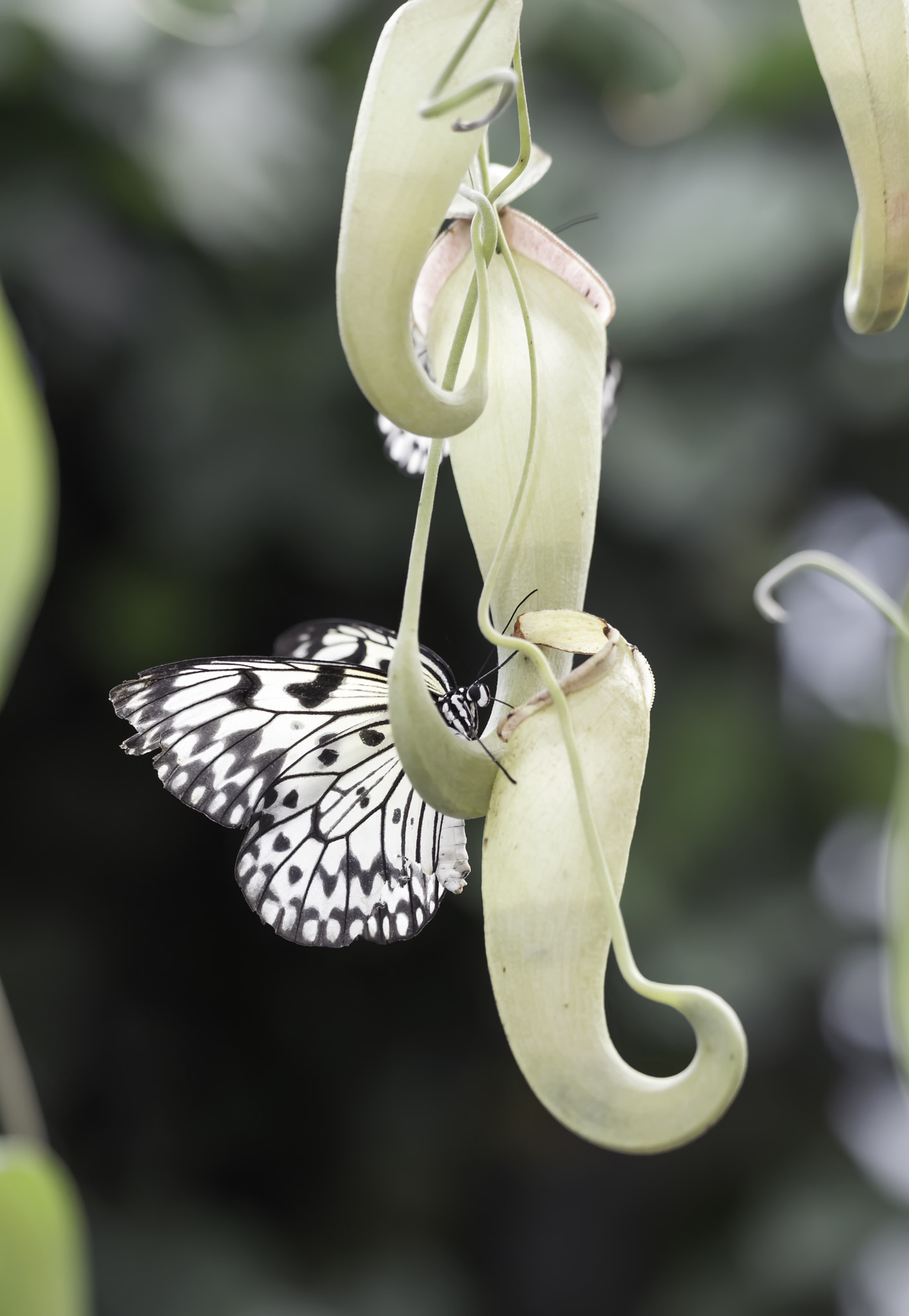 Nikon D3200 sample photo. Buttrefly gardens photography