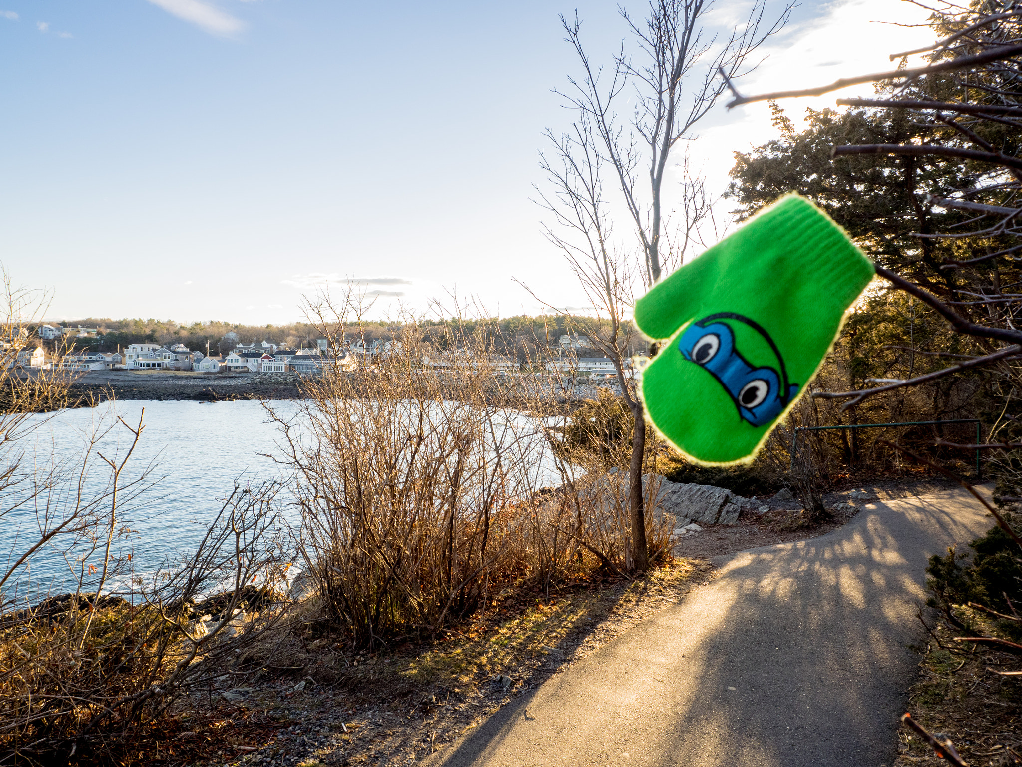 Olympus OM-D E-M1 sample photo. Turtle power photography