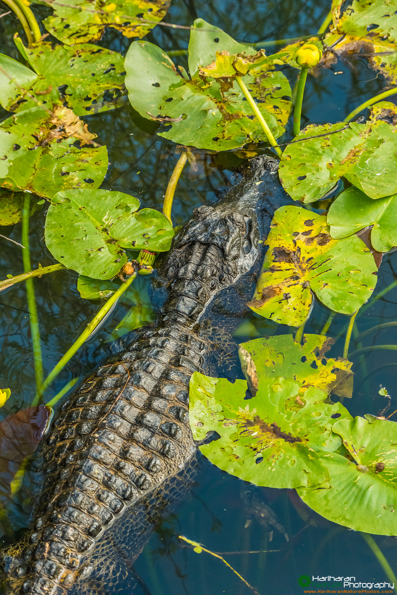 Sigma 150-500mm F5-6.3 DG OS HSM sample photo. American alligator from everglades national park photography